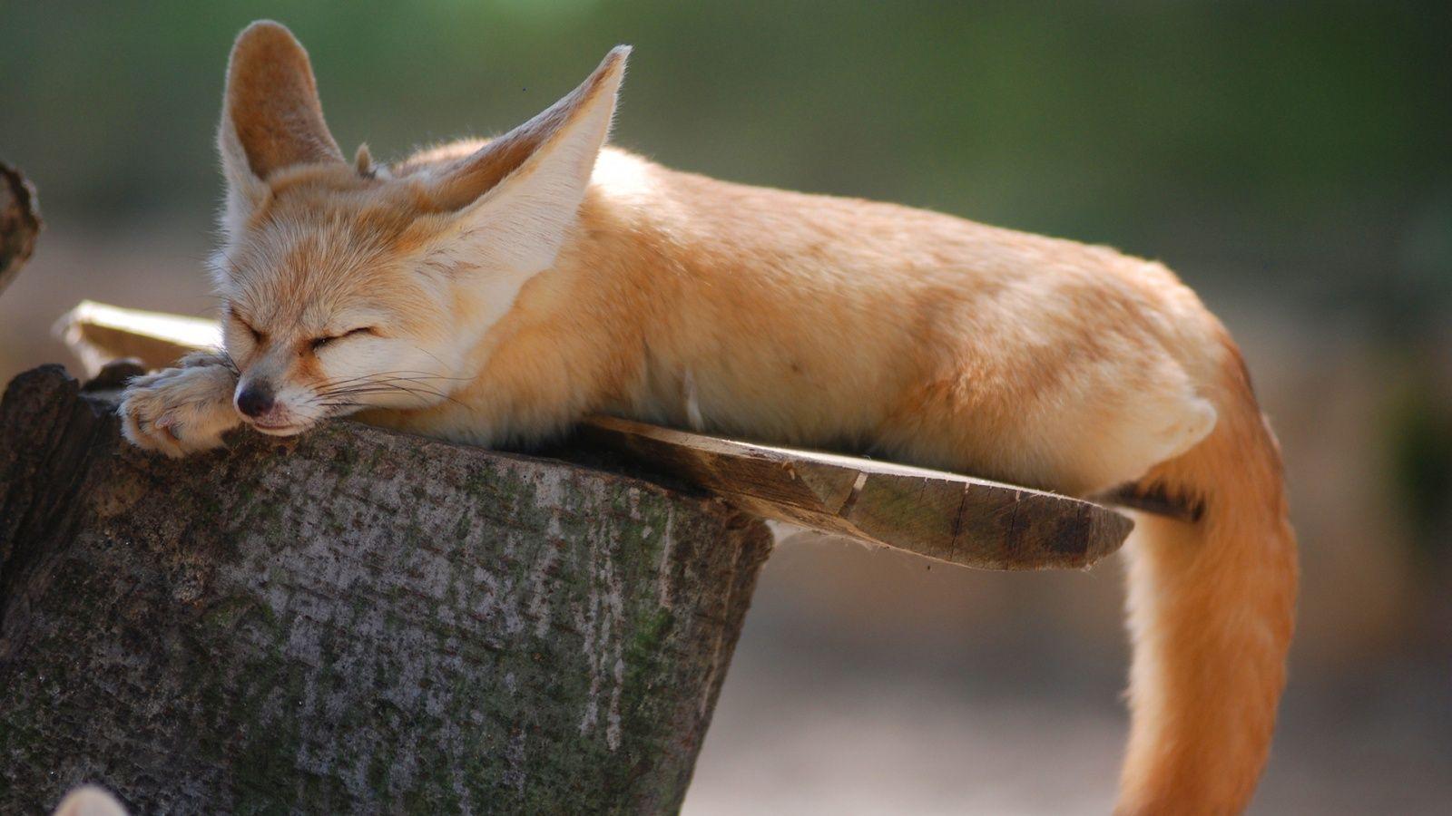 Fennec Fox Wallpaper 10 X 900