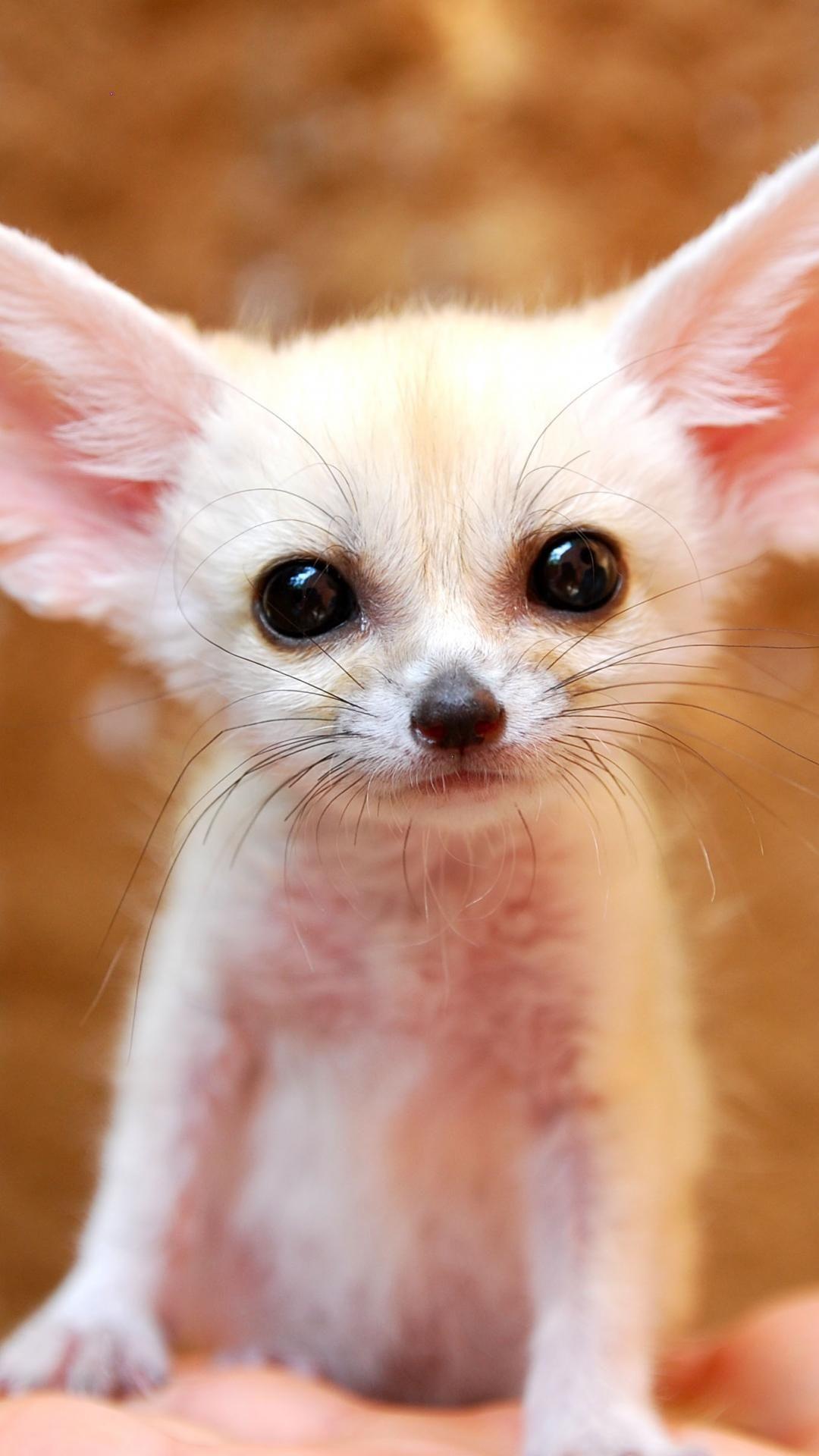 Full Grown Fennec Fox.. Cute baby puppies
