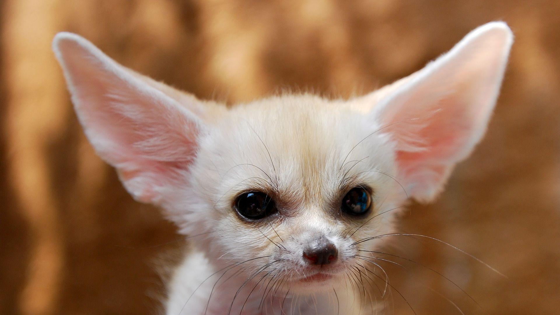 Fennec Fox HD Wallpaper