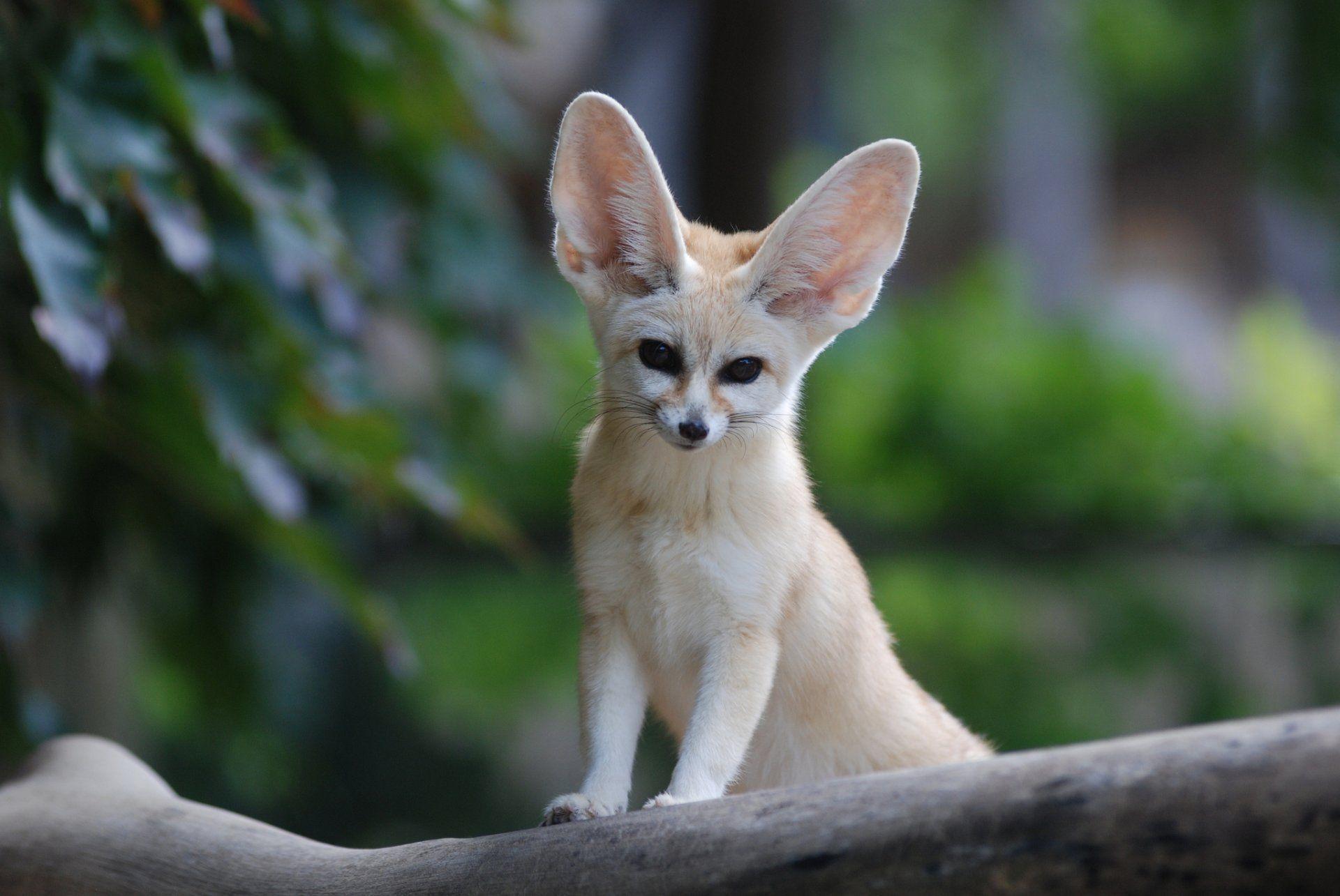 fenech fox large ears snout view fennec fox HD wallpaper