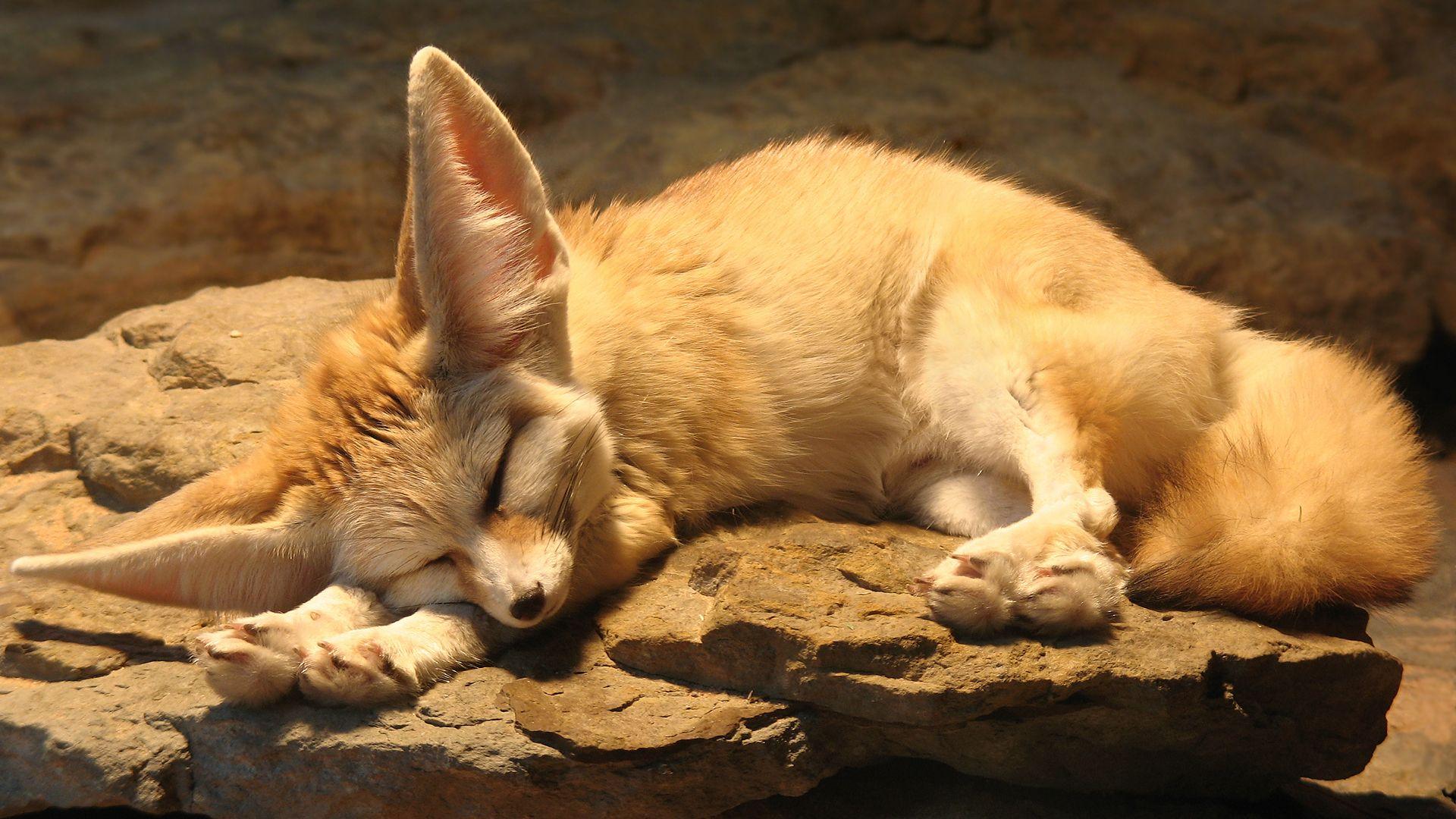 animals, rocks, sleeping, fennec fox, foxes wallpaper