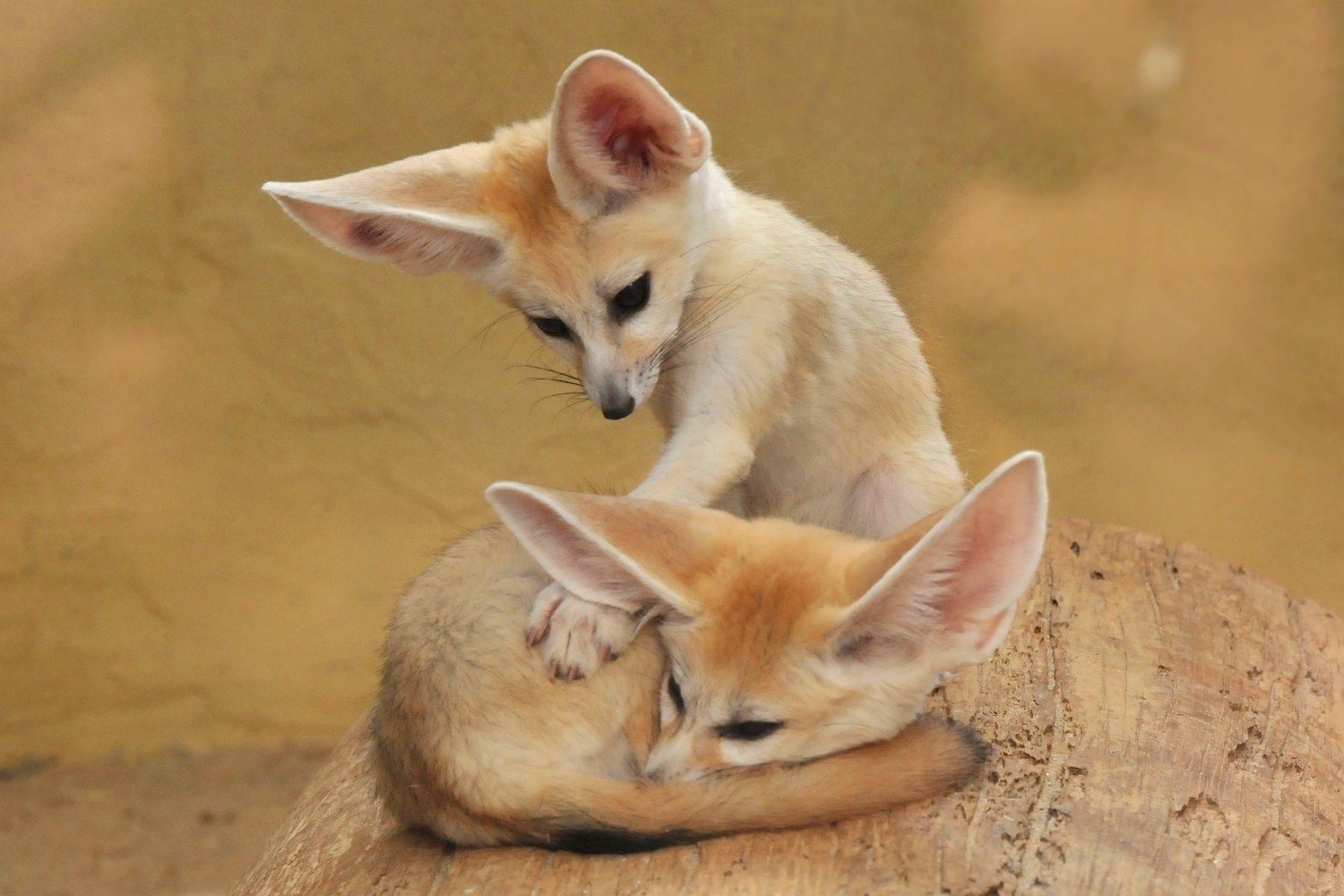 Fennec Wallpapers High Quality.
