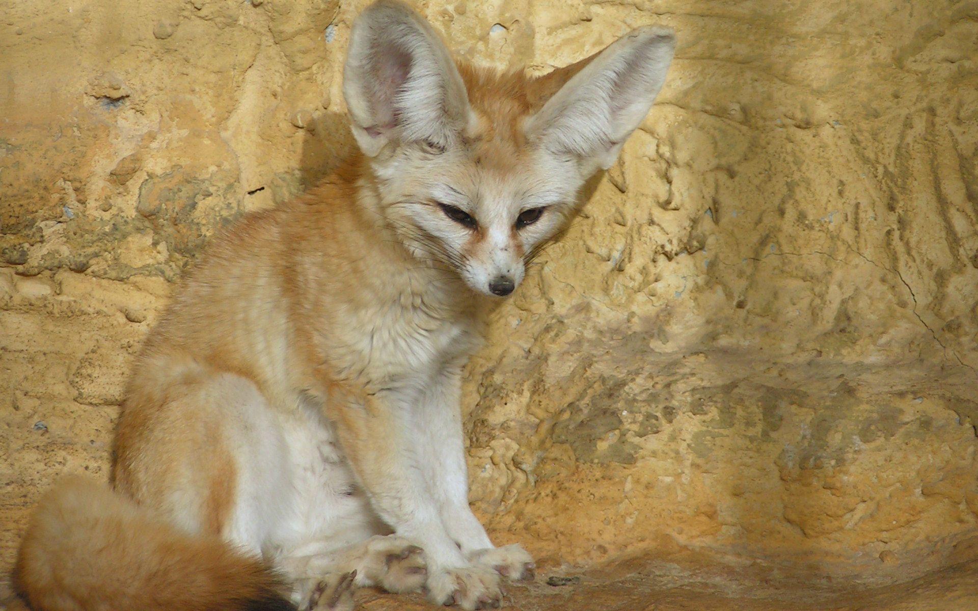 Wallpaper Foxes Fennec fox Animals