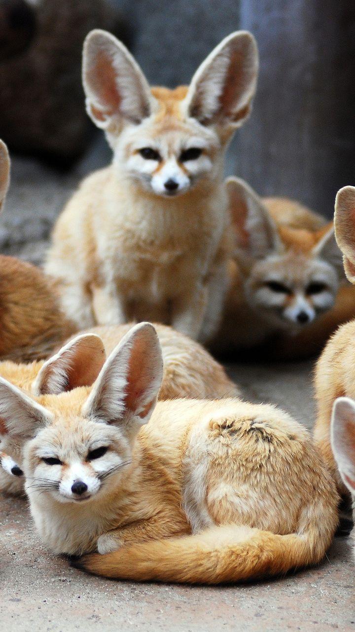 animals, fox, fenech, eared, fennec fox desktop wallpaper 4069