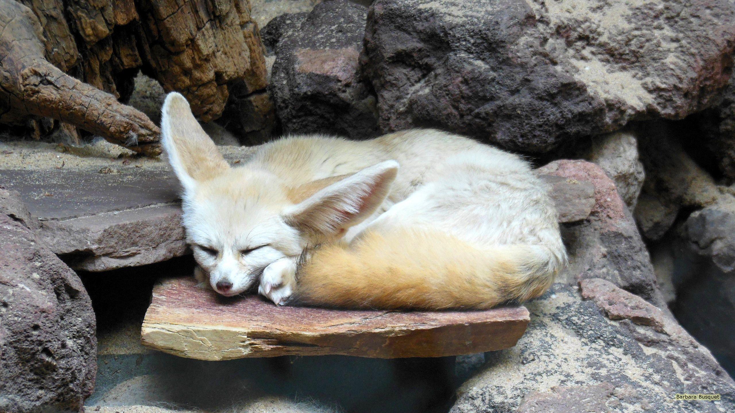 Fennec fox sleeping in zoo HD Wallpaper