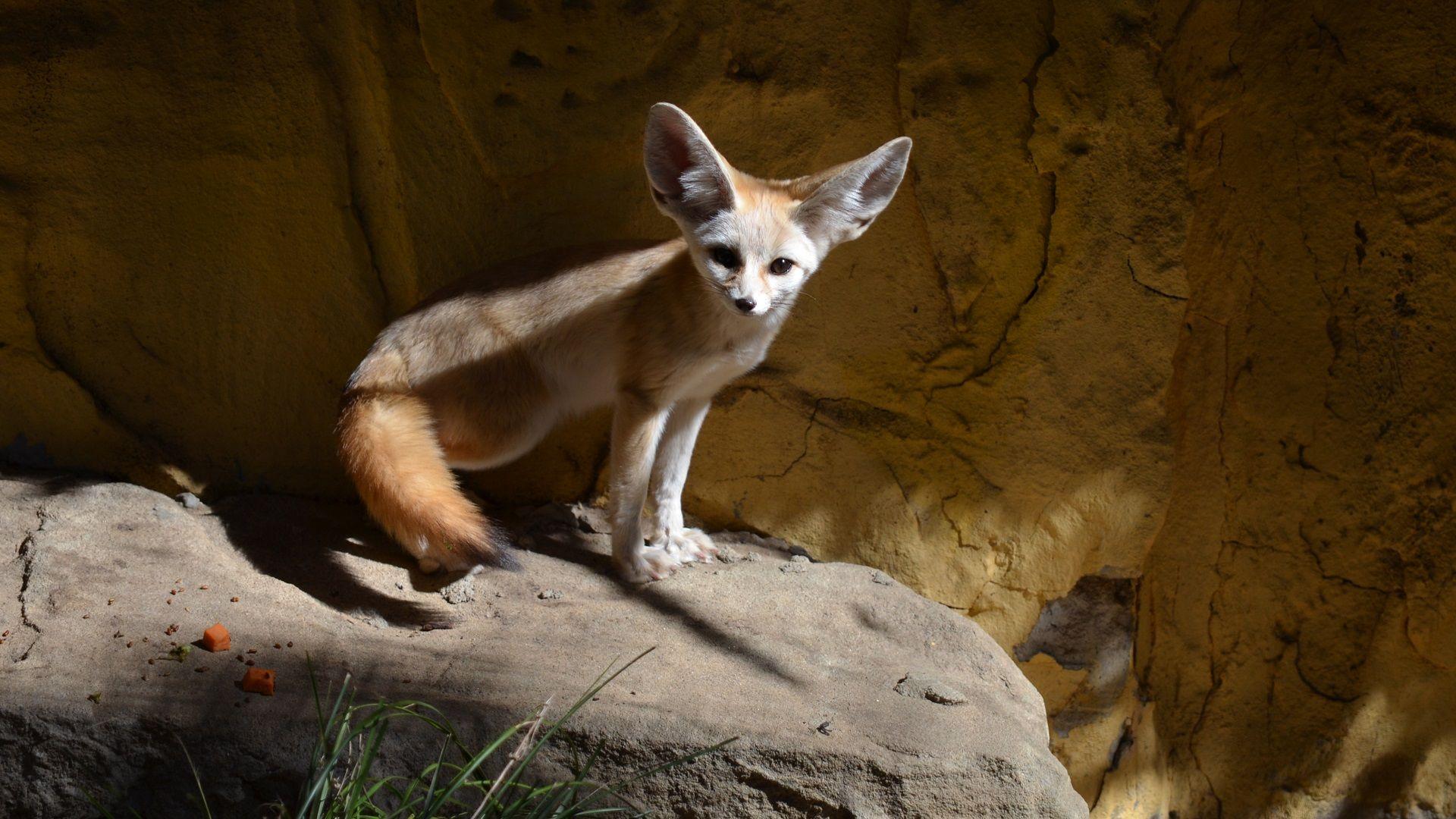 Fennec Fox At Taronga Zoo Sydney HD Wallpaper. Background Image