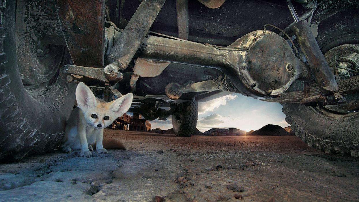 Eyes cars animals deserts ground tires fennec fox ears wallpaper
