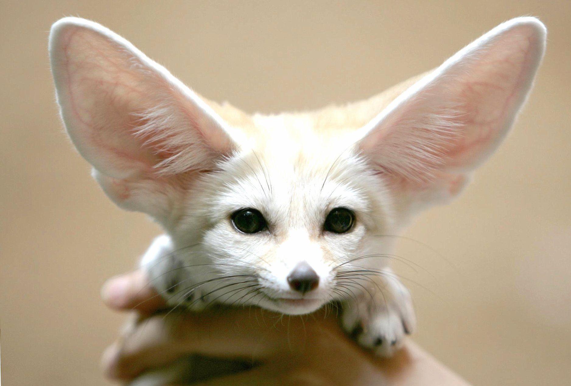 Fennec fox puppy Wallpaper HD Download