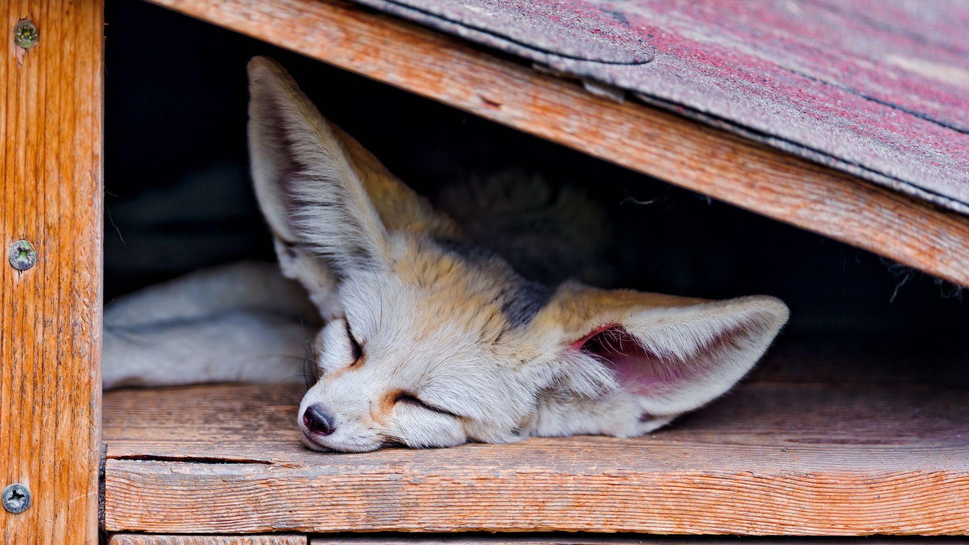 Fennec Fox Desktop Wallpaper For Free Download