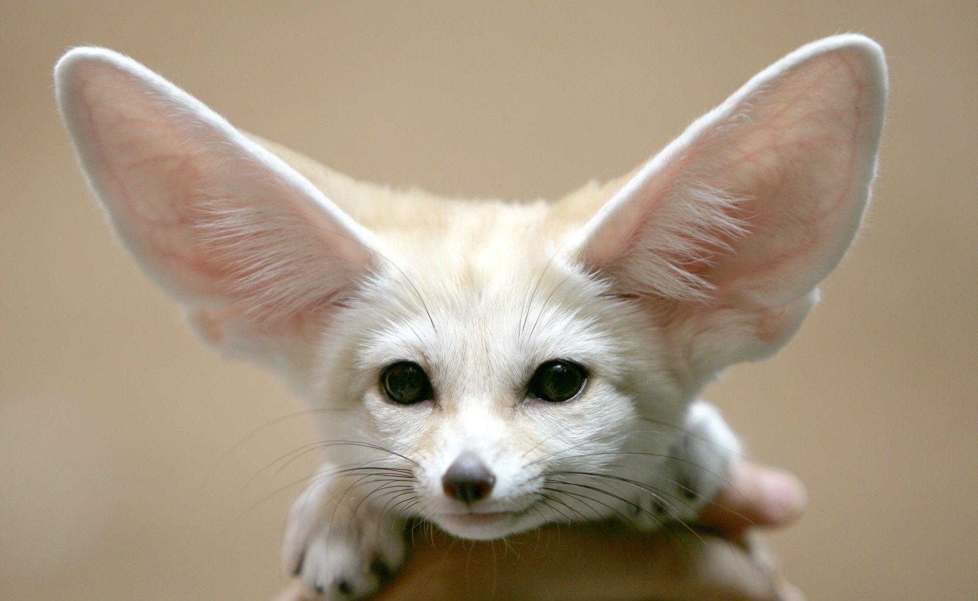 fennec animals wallpaper and background