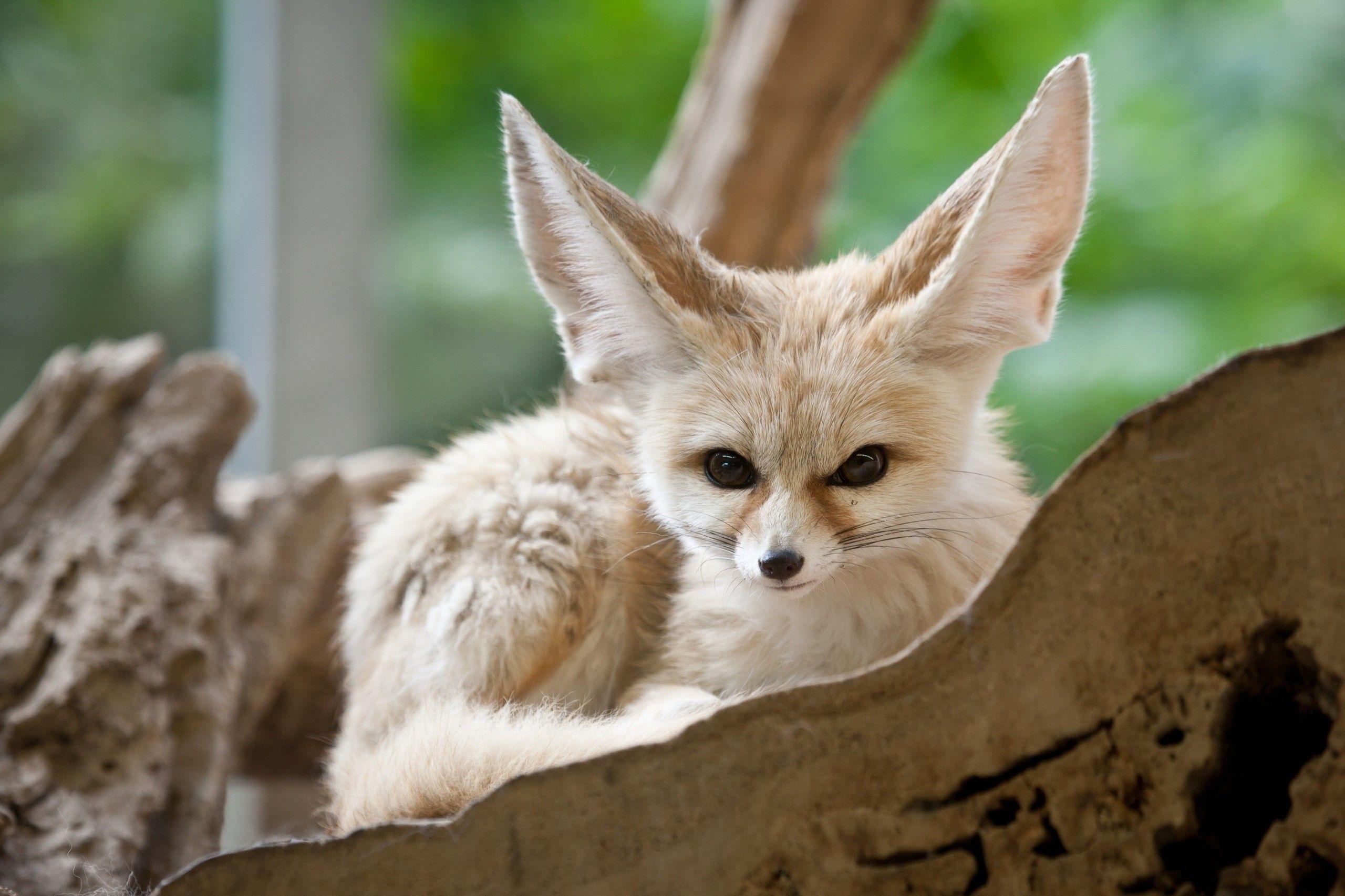 Fennec Fox Desktop Wallpaper 27788