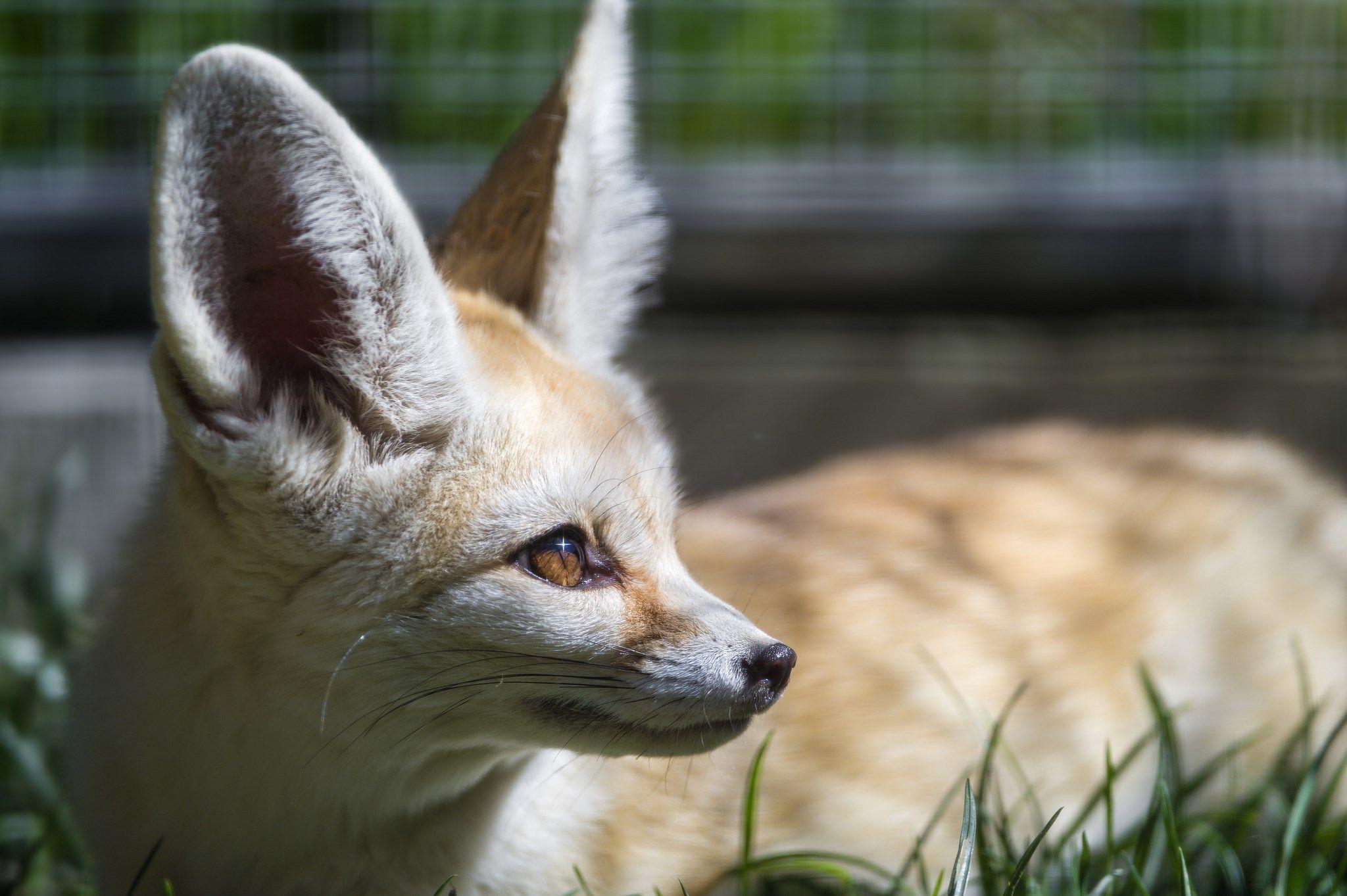 free screensaver wallpaper for fennec fox