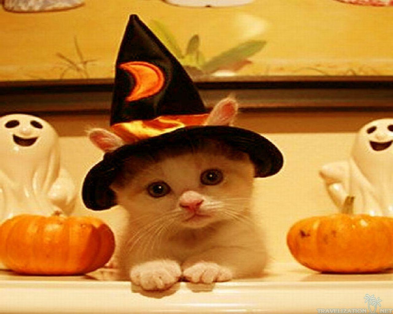 Cute Halloween Cat Desktop Background