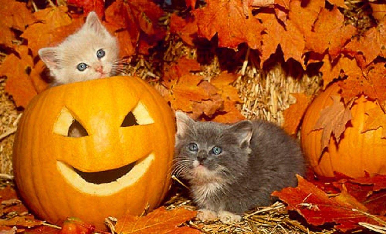Cat: Fall Leaves Halloween Kittens Pumpkins Two Animals Cats