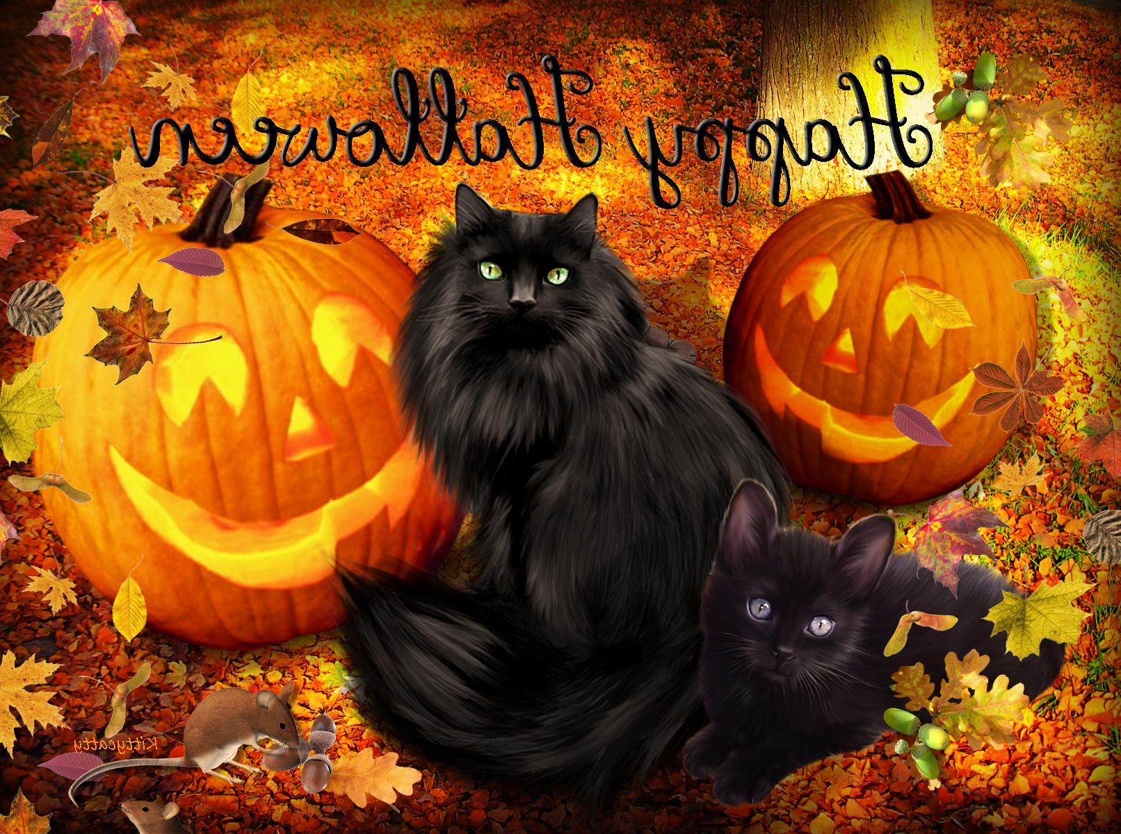 image of Halloween Cat Wallpaper - #SpaceHero