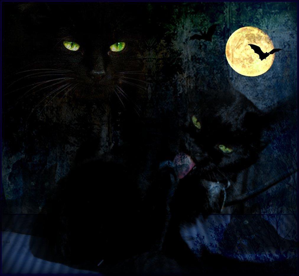 HD Widescreen Wallpaper Halloween Cats