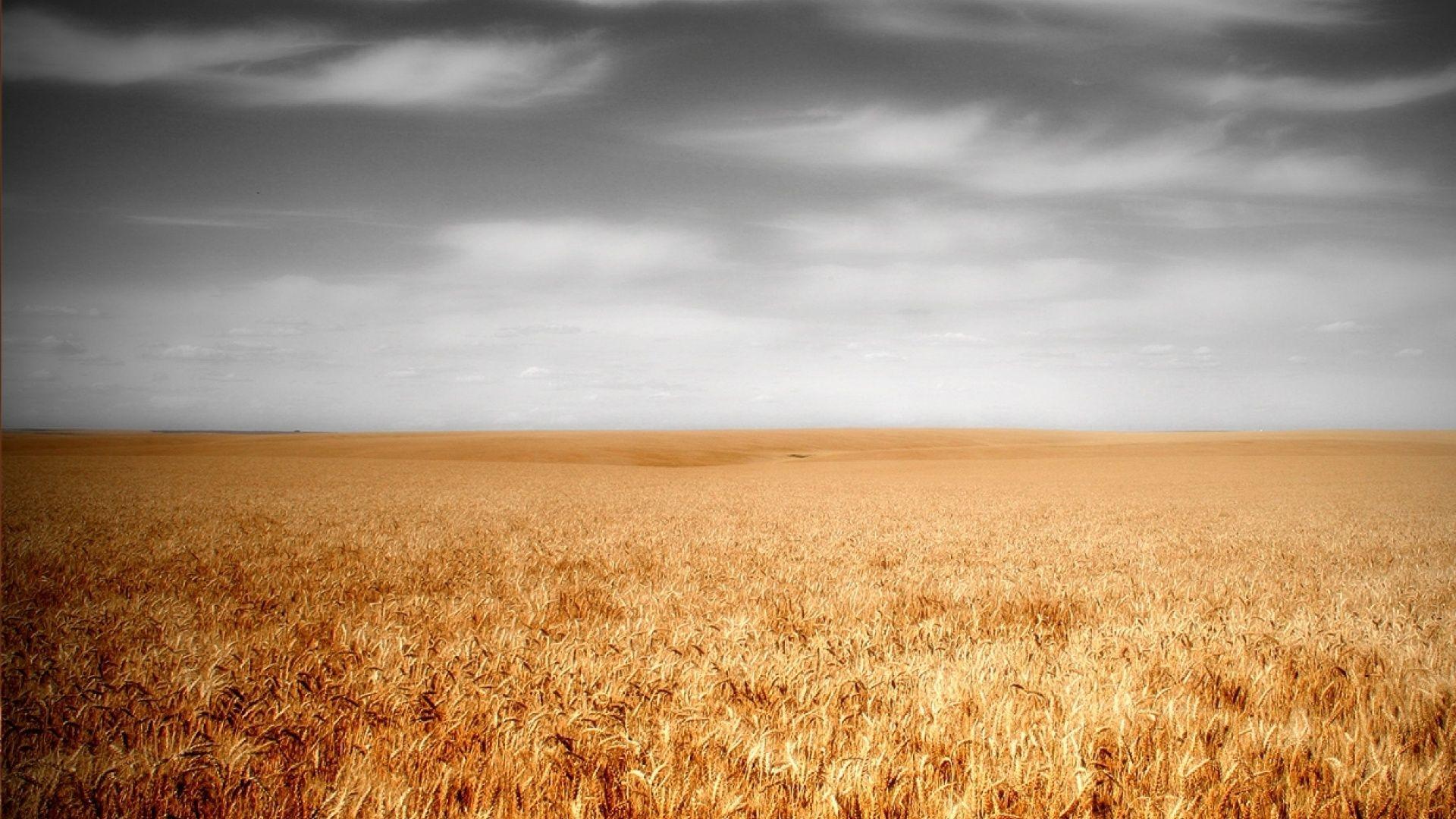 Wheat Field & Gray Sky desktop PC and Mac wallpaper