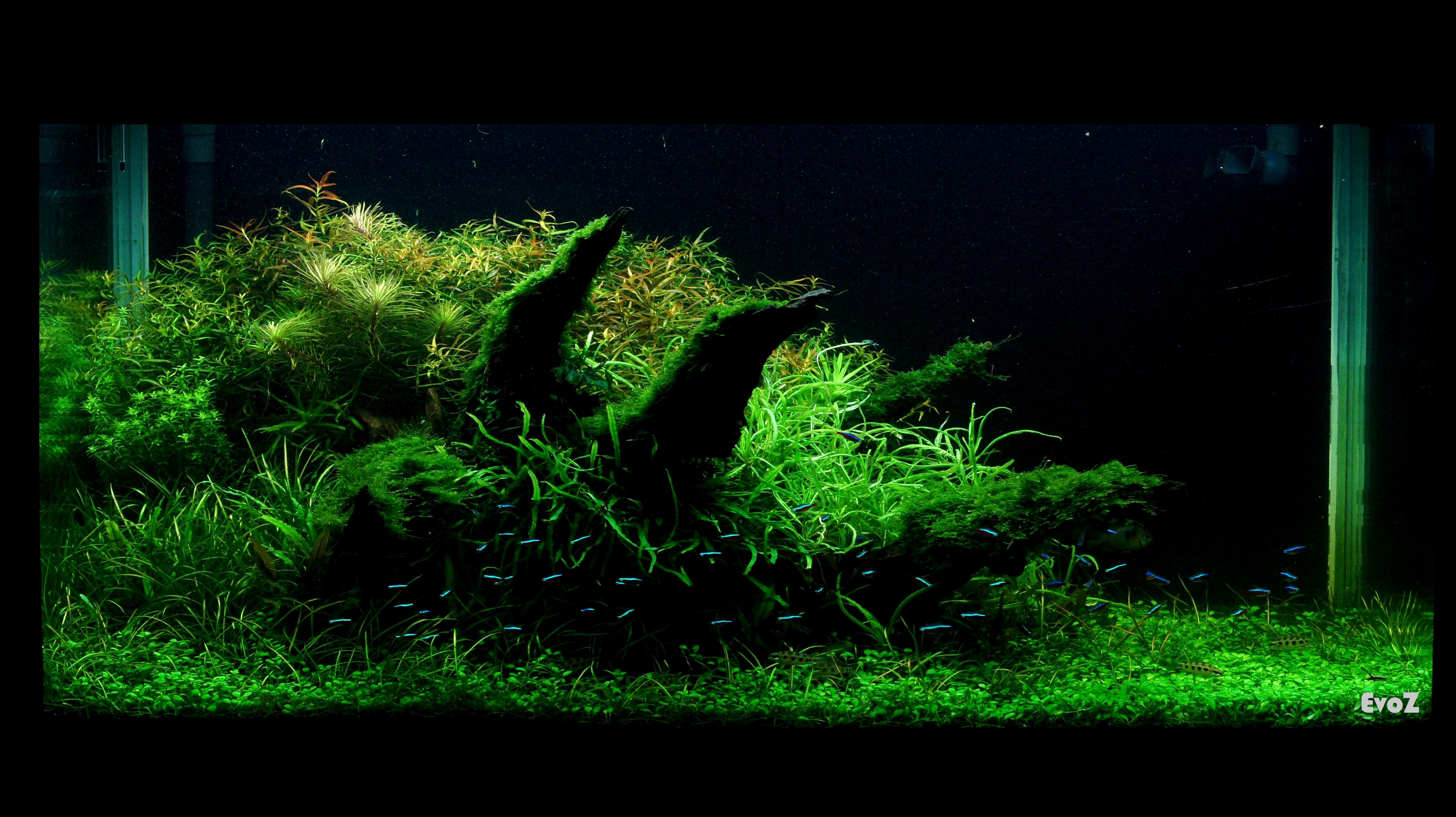 Aquascape Wallpapers - Wallpaper Cave