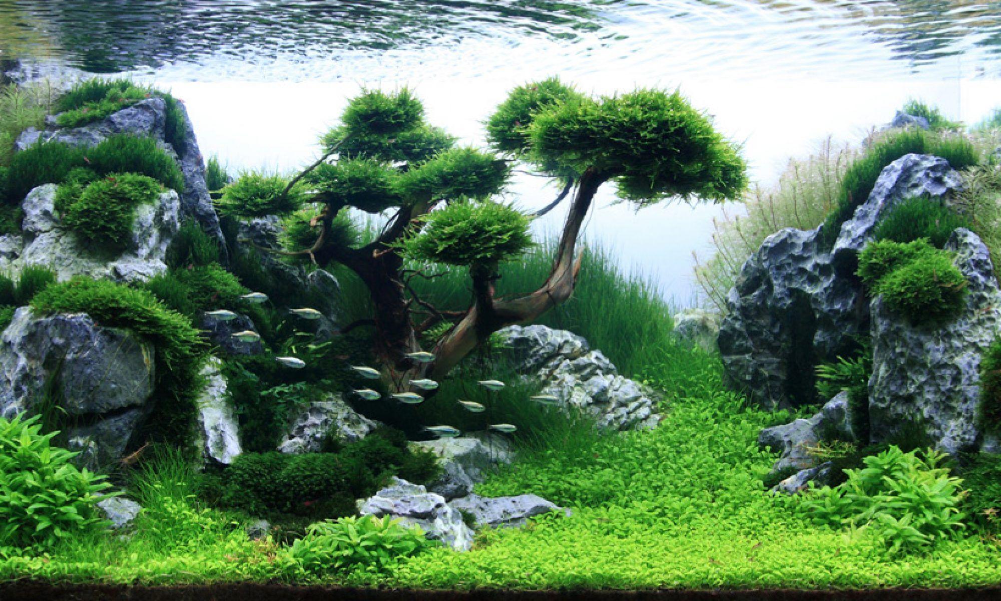 Aquascape Wallpapers - Wallpaper Cave