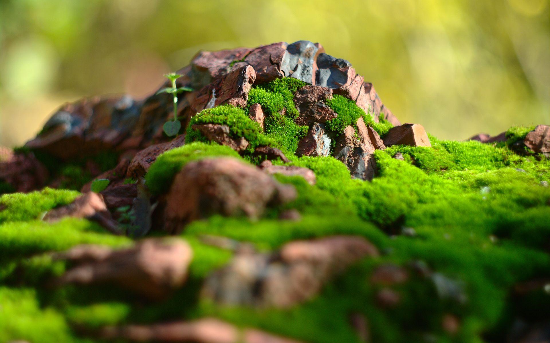 VYW518: Moss Wallpaper, Moss Background In High Quality, GG.YAN