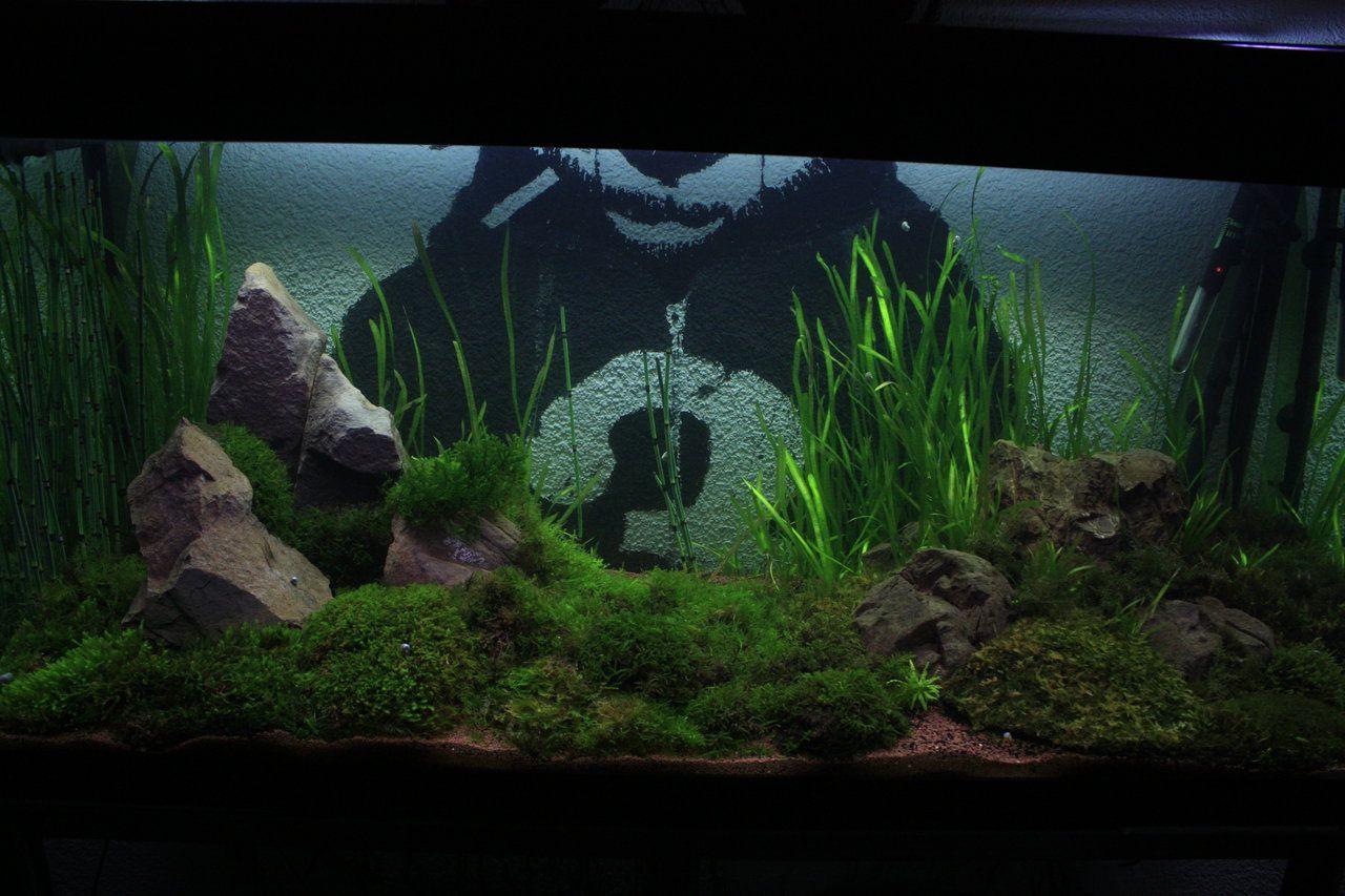 HD wallpaper model aquarium aquascape wallhdiii.gq