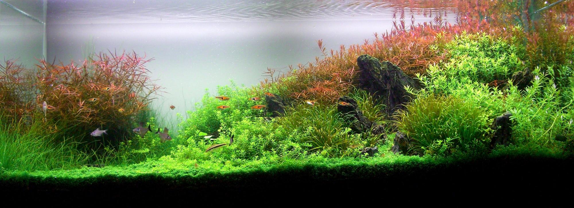 AquaScaping World Magazine with Nicolas Guillermin