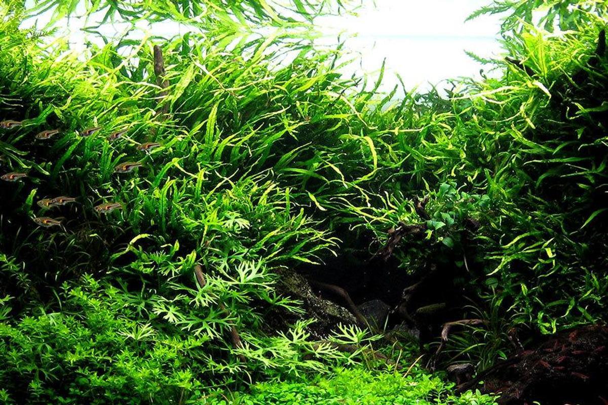 Aquascape Wallpaper for Android