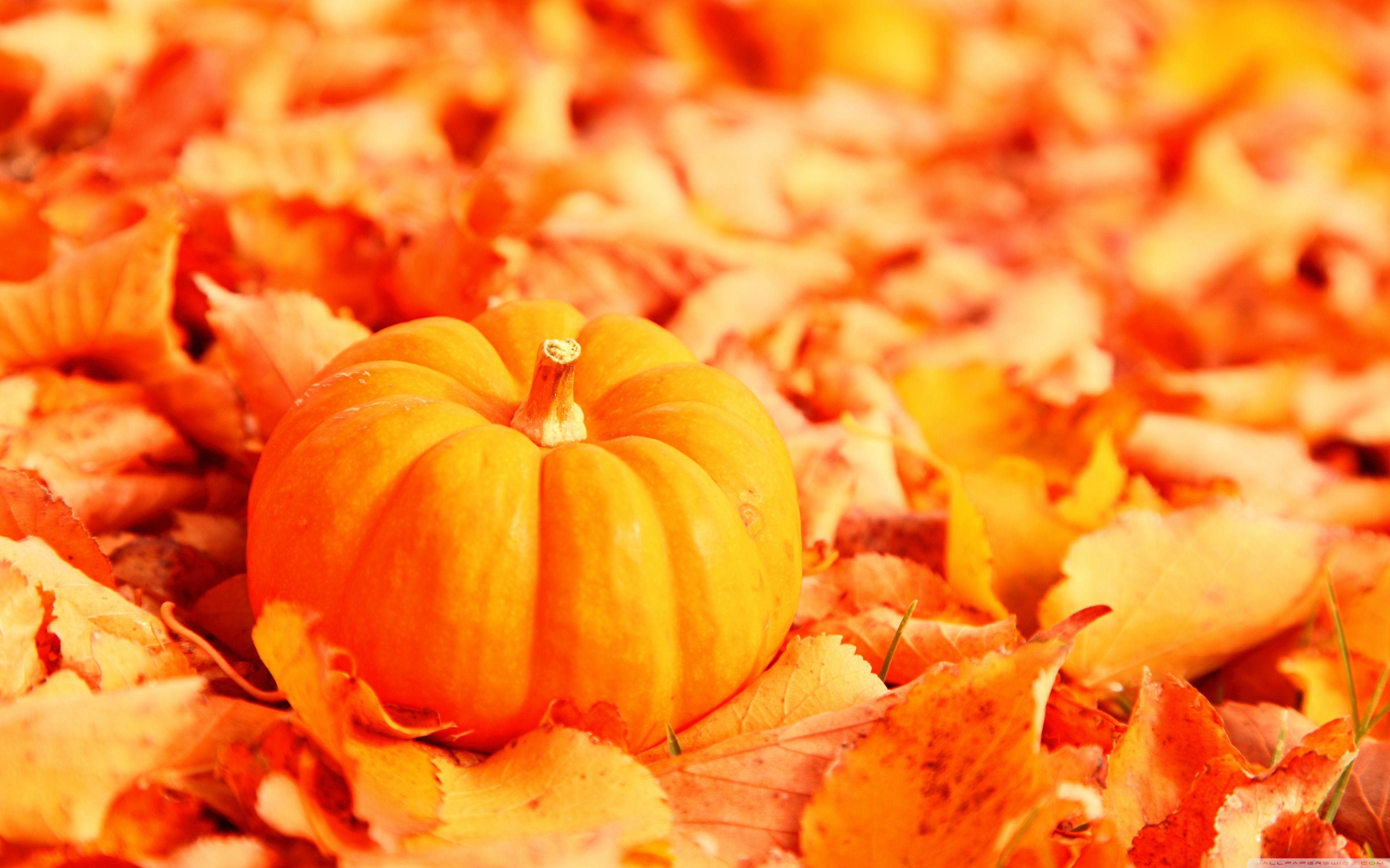 Pumpkin And Autumn Leaves Ultra HD Desktop Background Wallpaper for 4K UHD TV, Tablet