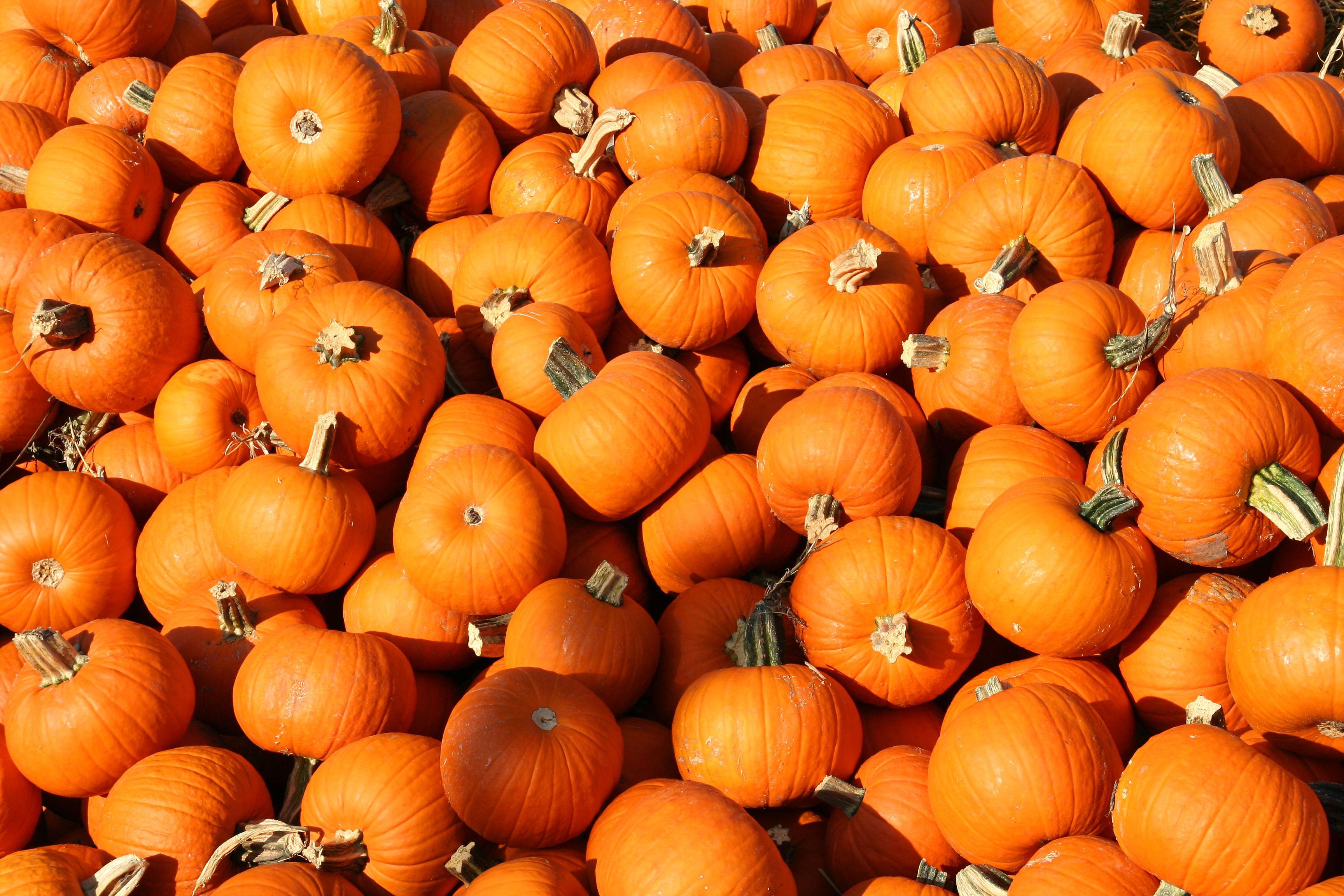 Pumpkin Wallpaper 13 X 2304
