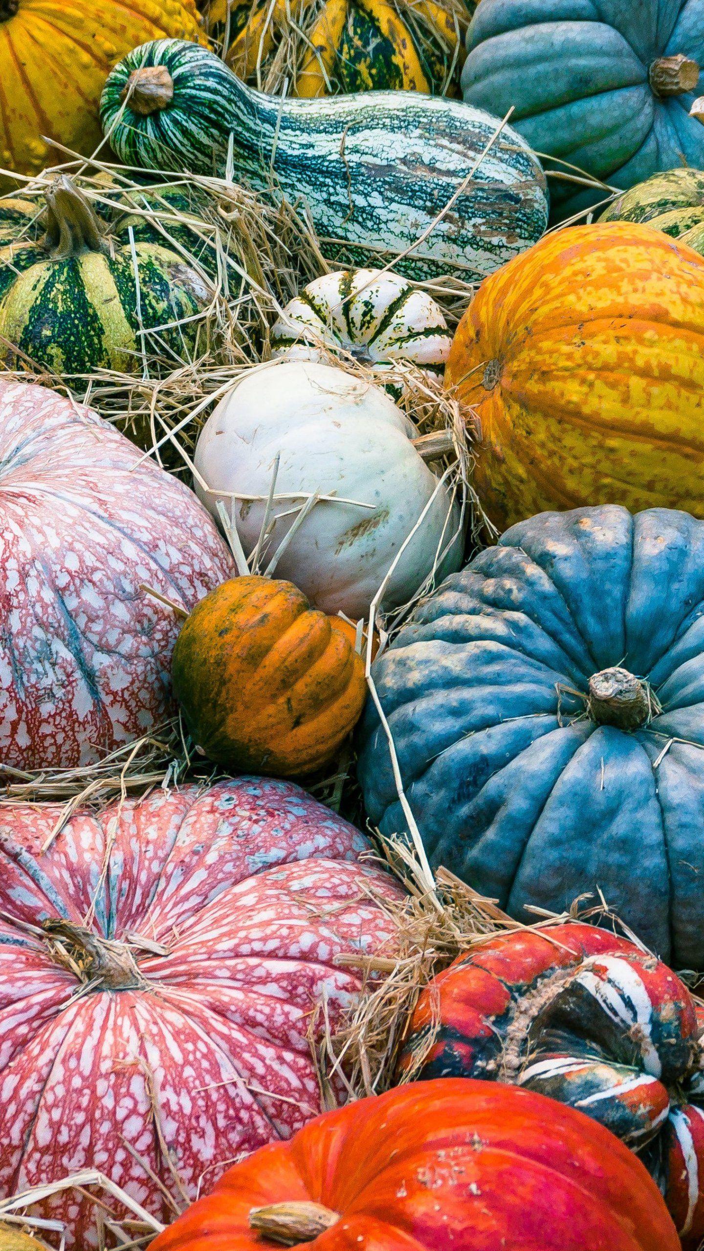 Colorful Pumpkins Autumn Wallpaper, Android & Desktop Background