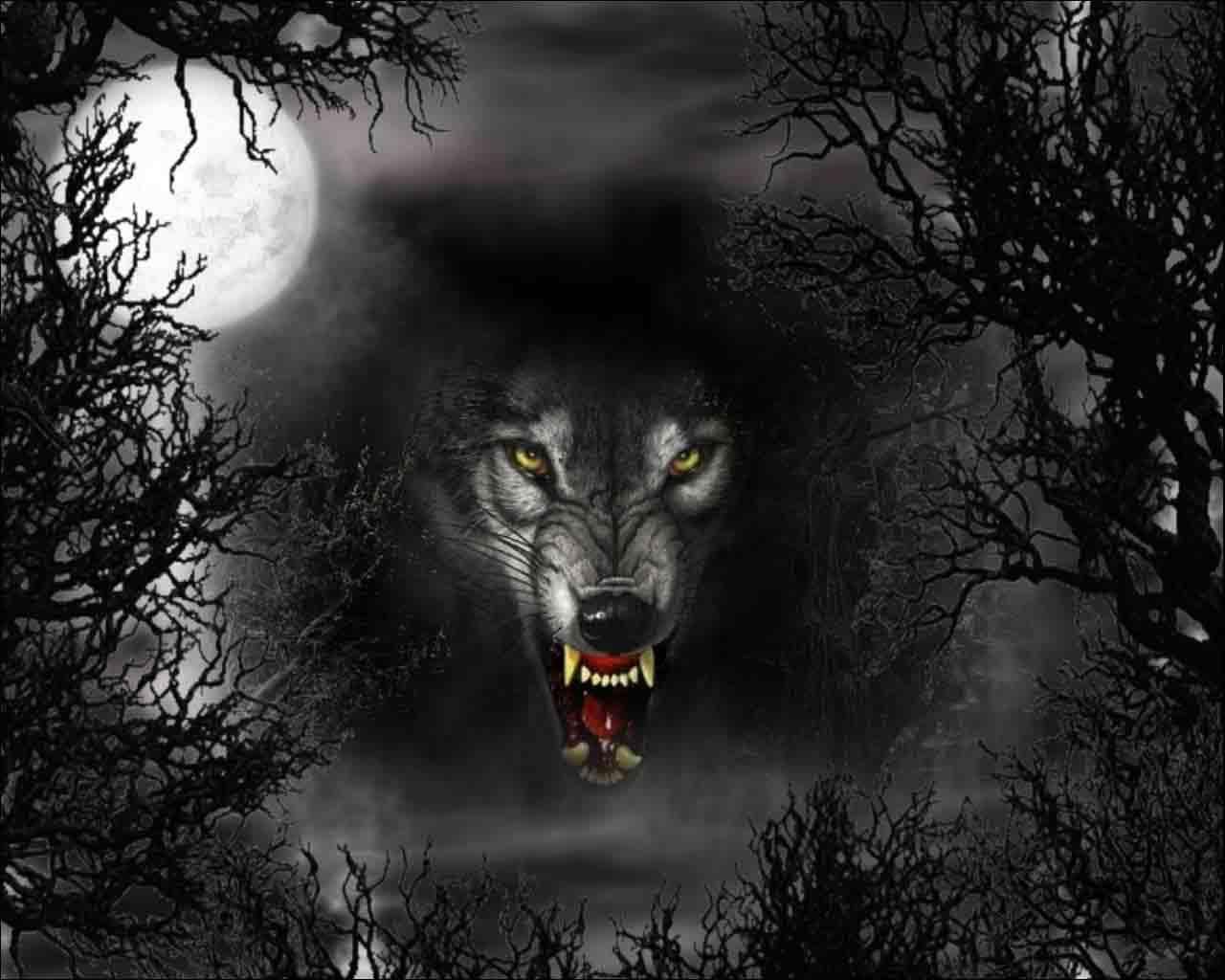 spooky. Shadow wolf, Wolf wallpaper, Wolf photo
