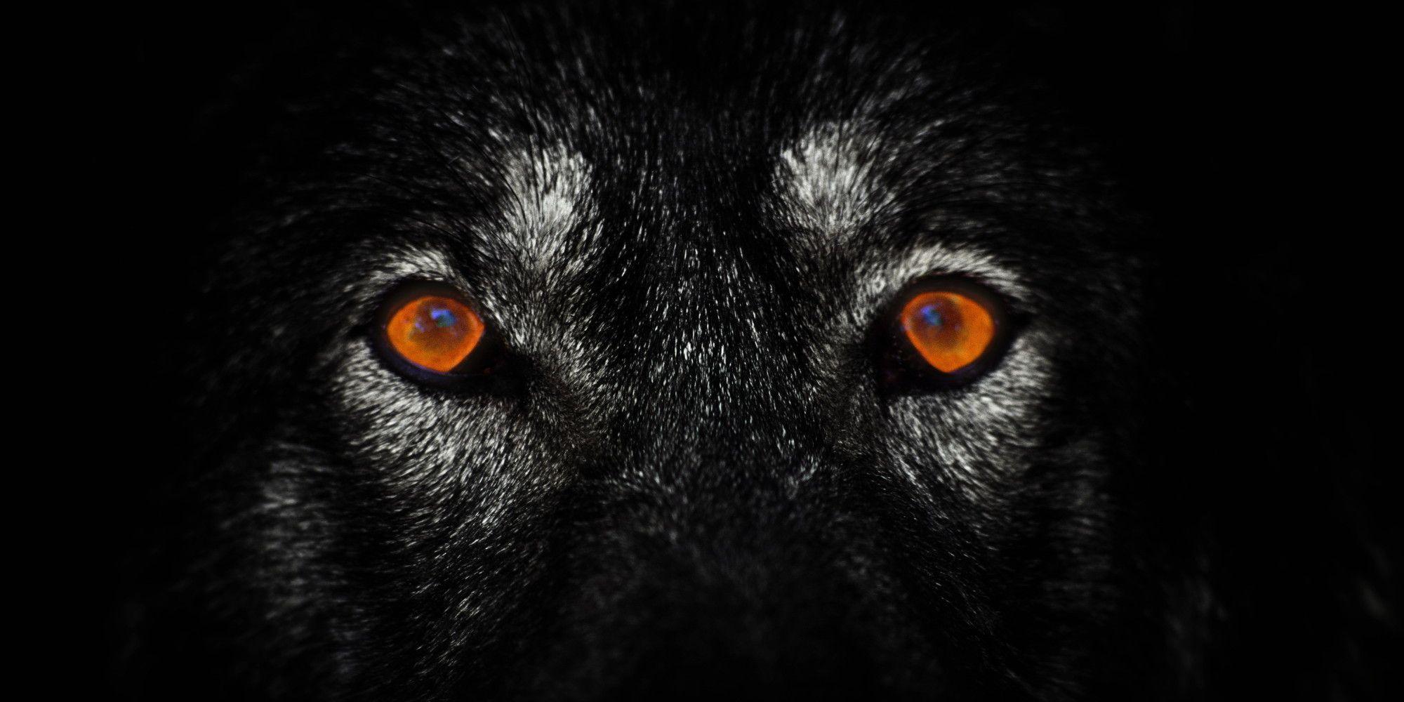Lone Wolf Wallpaper HD Picture