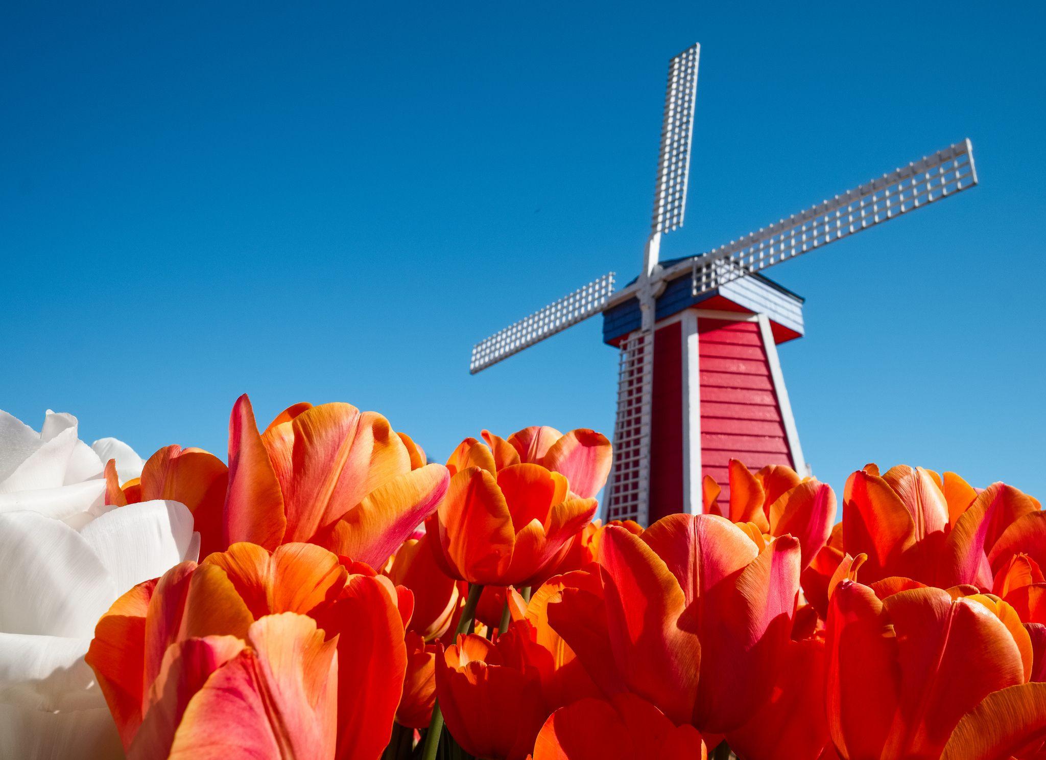Picture Netherlands Mill Red Tulips Sky Flowers Closeup 2048x1487