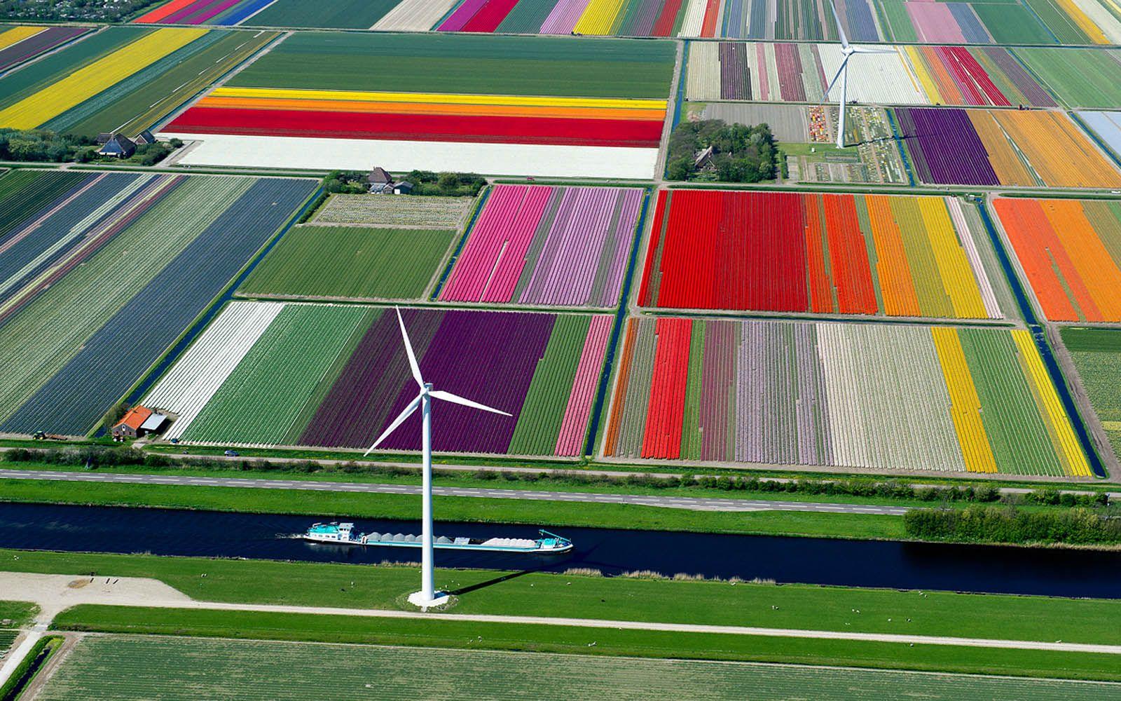 Netherlands Flower Fields. HD Car Wallpaper