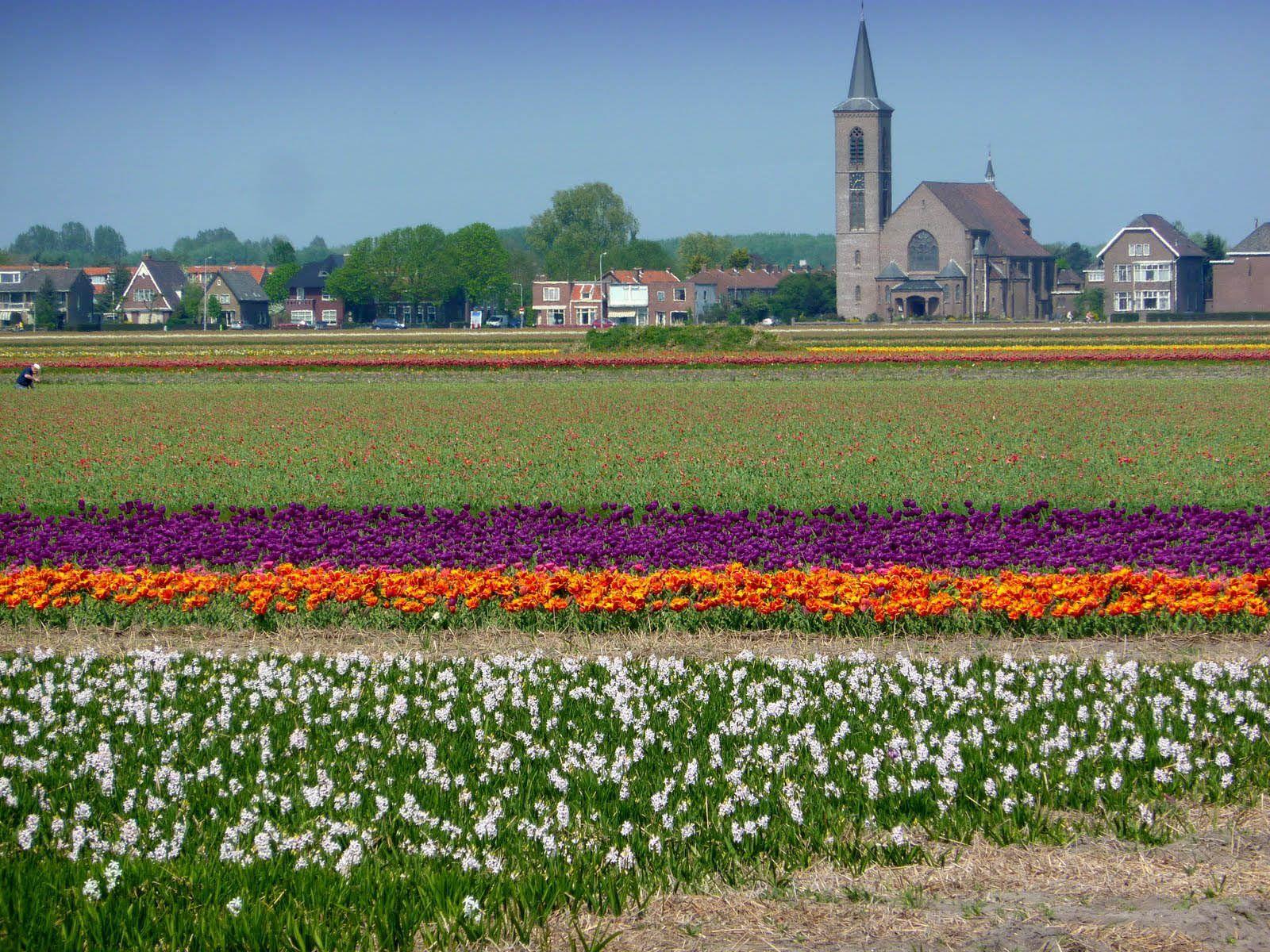 Netherlands Flower Fields. HD Car Wallpaper
