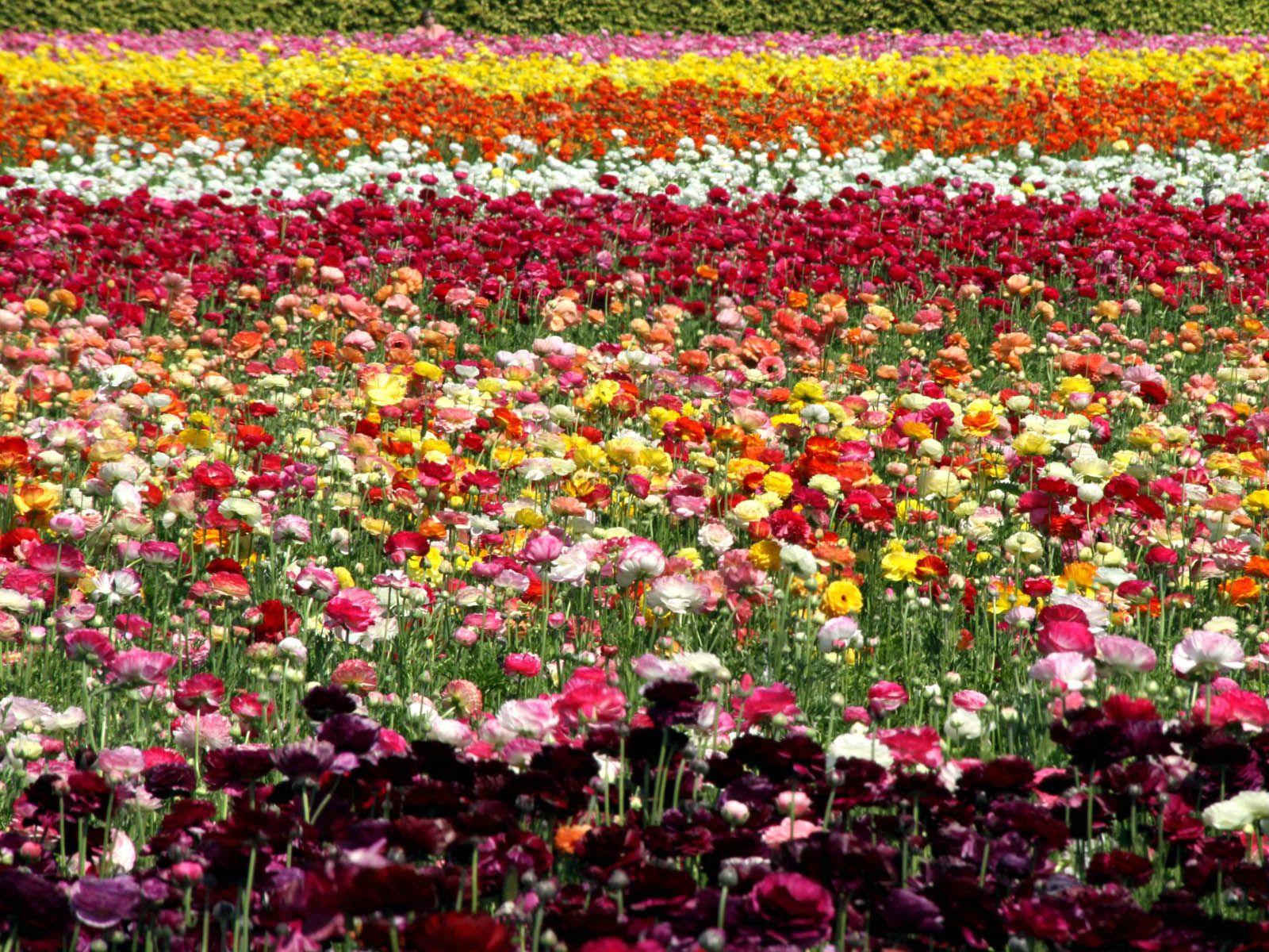 Indahnya Kebun Bunga di Belanda