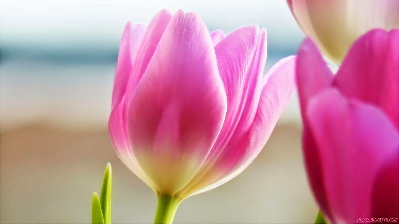 Gambar Walpaper Bunga Bunga Tulip Di Belanda Related Keywords Bunga