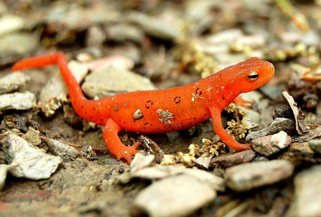 amphibians newts have skin that is either covered