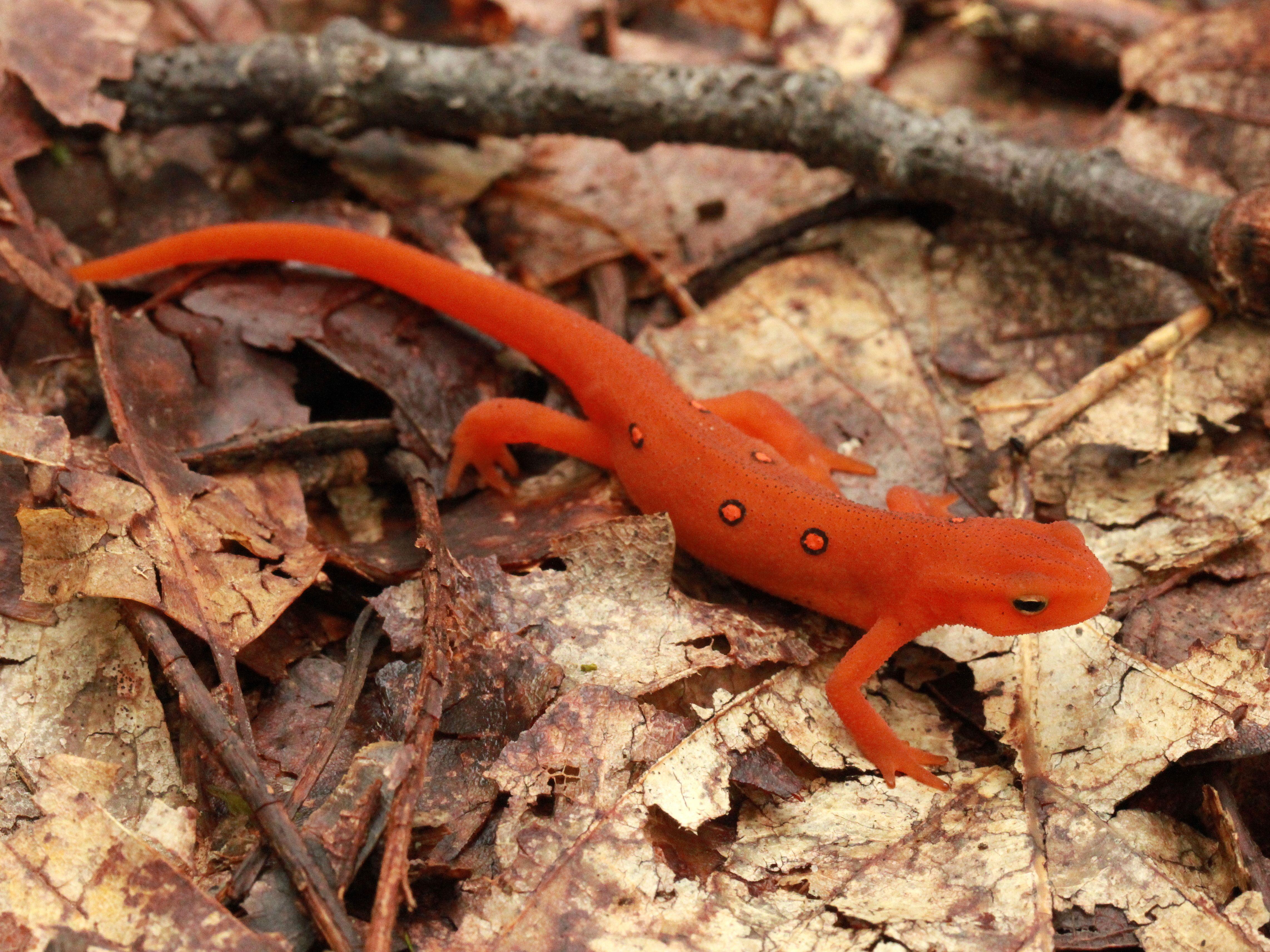 Eastern Newt HD Wallpaper