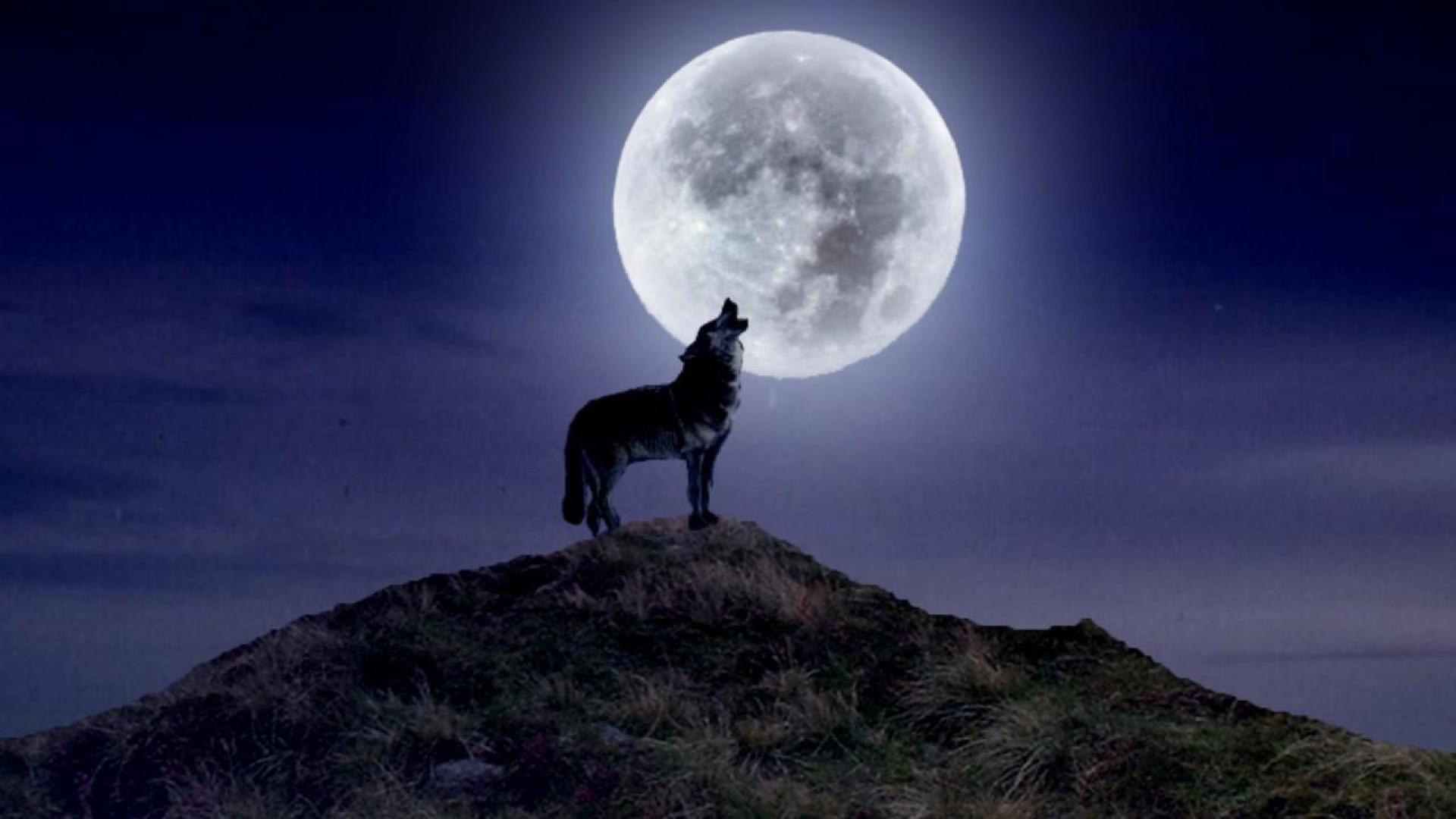 Wolf And Moon Wallpaper, image collections of wallpaper