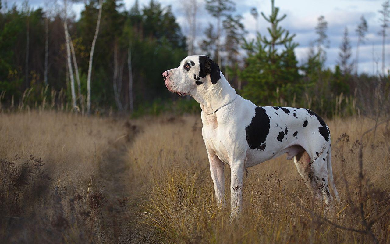 Picture Great Dane Dogs harlequin Grass Animals