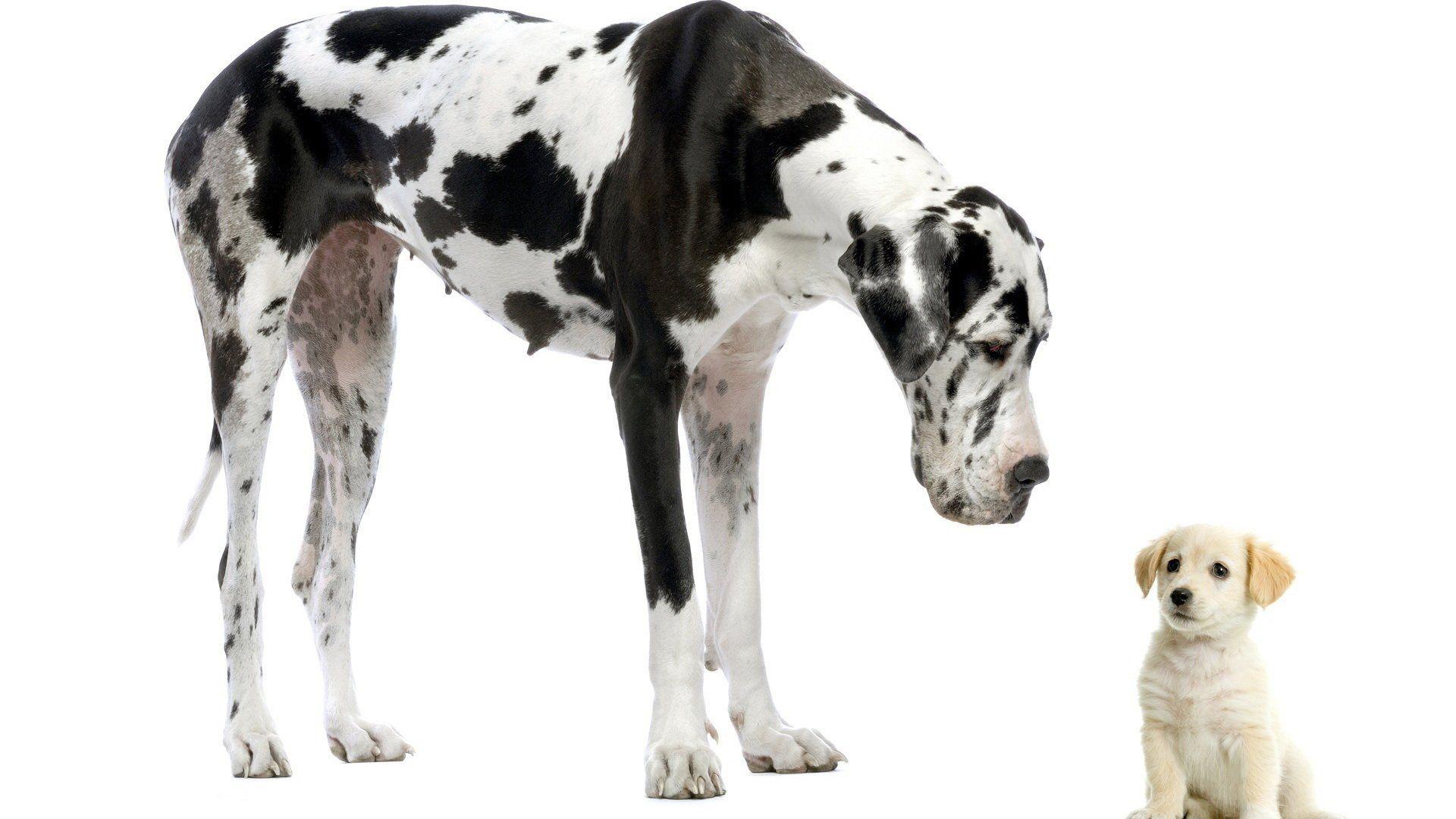 Great Dane HD Wallpaper and Background Image