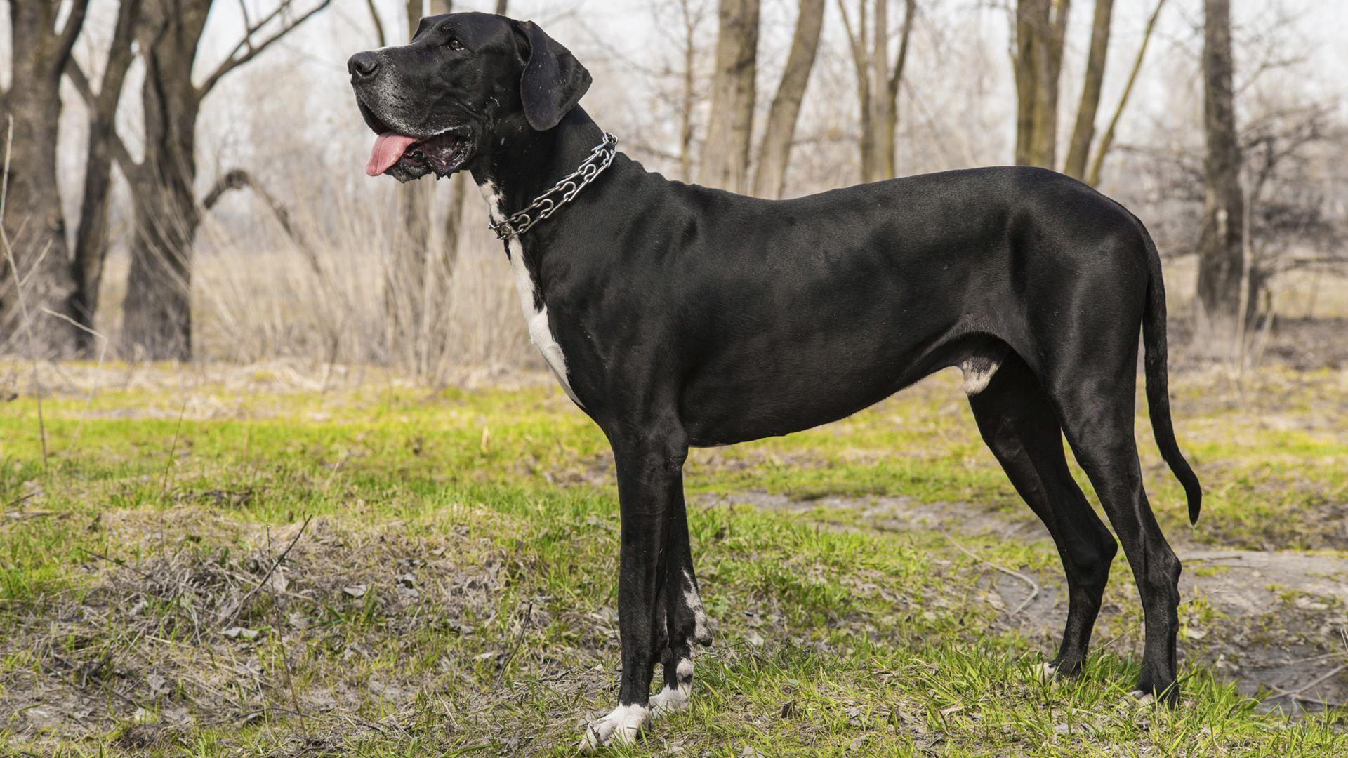 Первый огромный черный. Порода собак Королевский дог. Черный Королевский дог. Great Dane порода собак. Королевский немецкий дог.