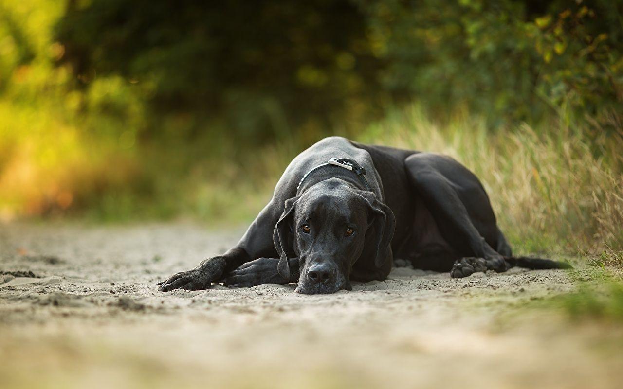 Photos Great Dane Dogs Black Animals