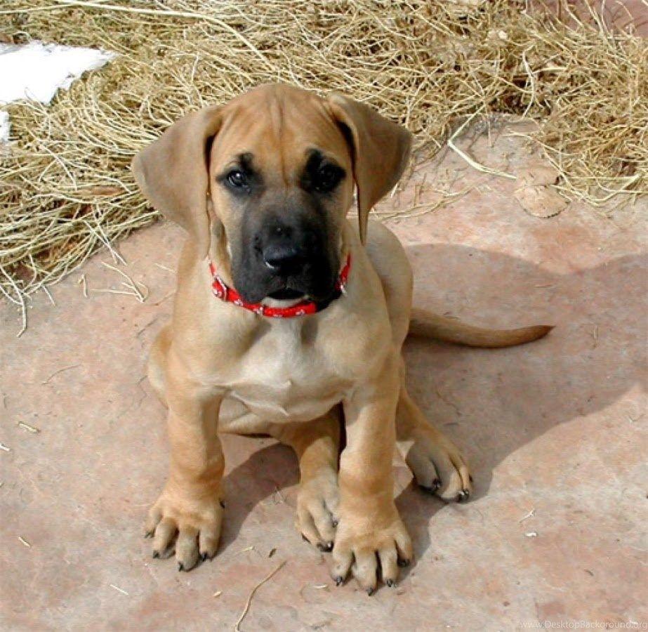 Great Dane Puppy Wallpaper Android Apps On Google Play Desktop