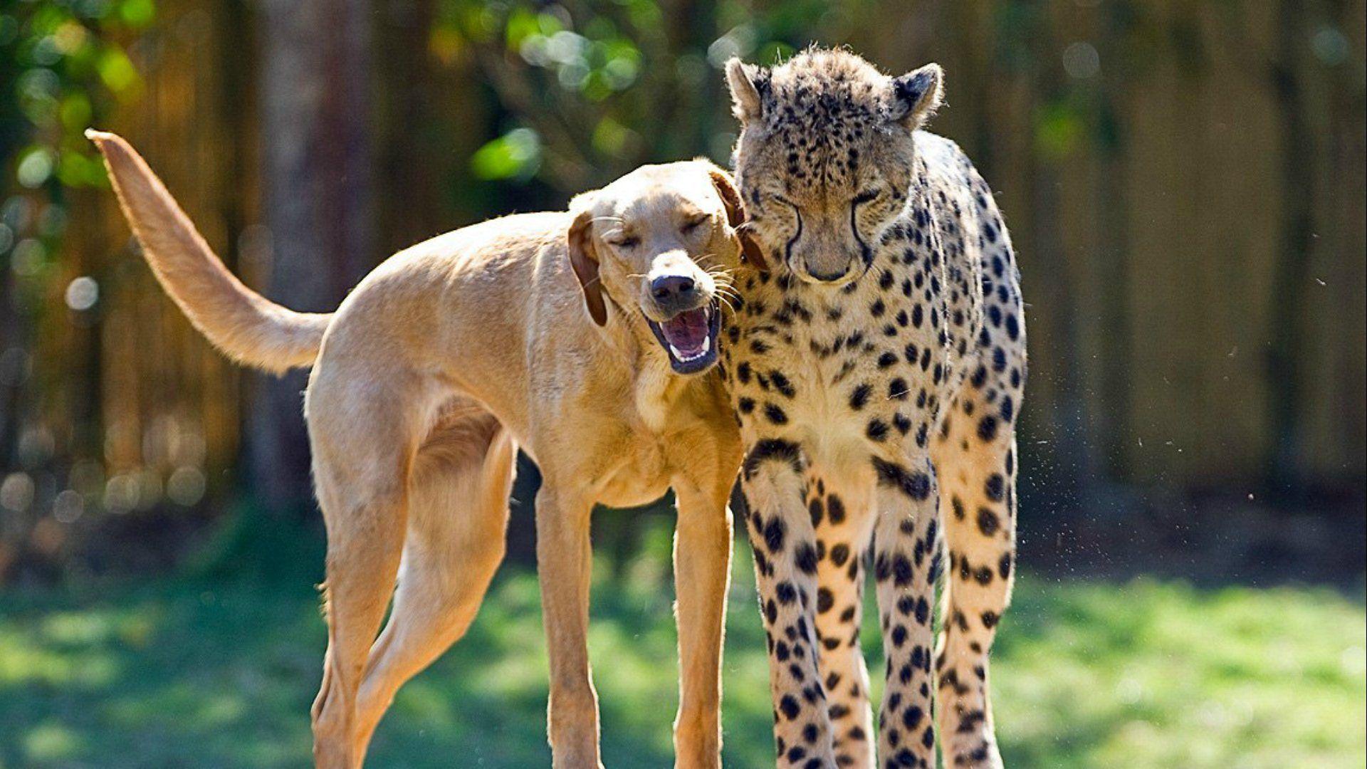 Great Dane Dog With Cheetah Cub HD Wallpaper