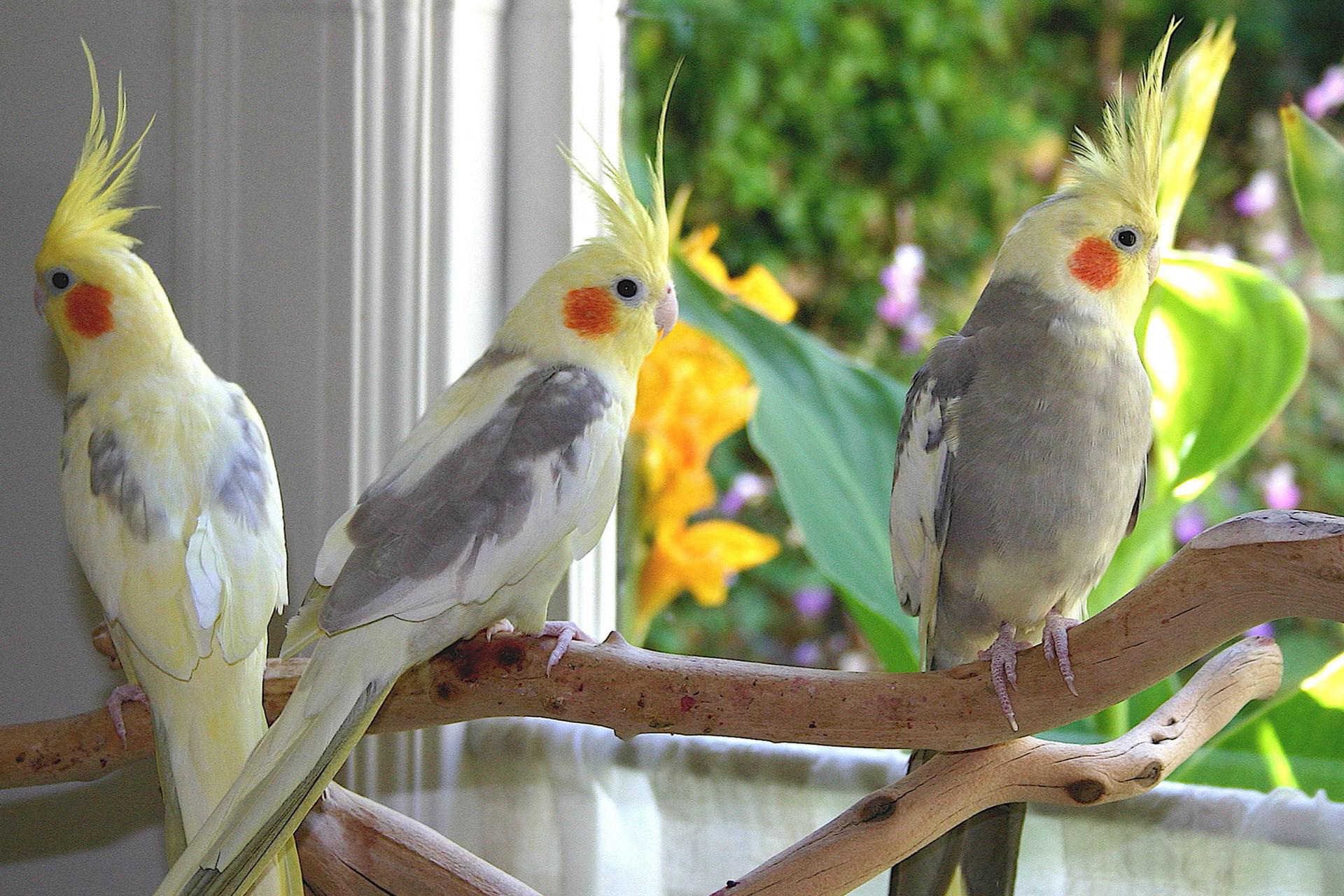 Cockatiel Bird Wallpapers - Wallpaper Cave