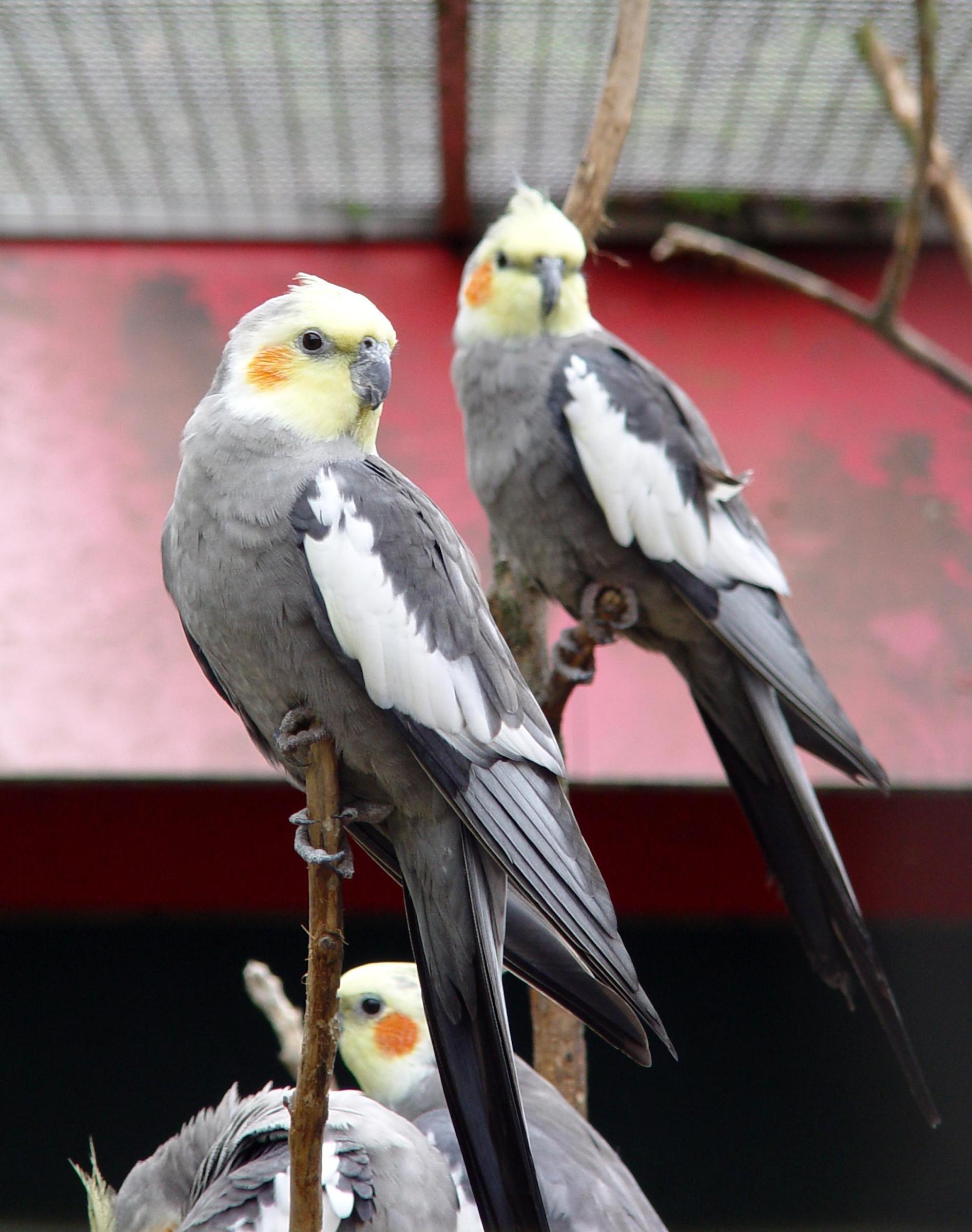 Cockatiel Parrot Parrot Birds Wallpaper