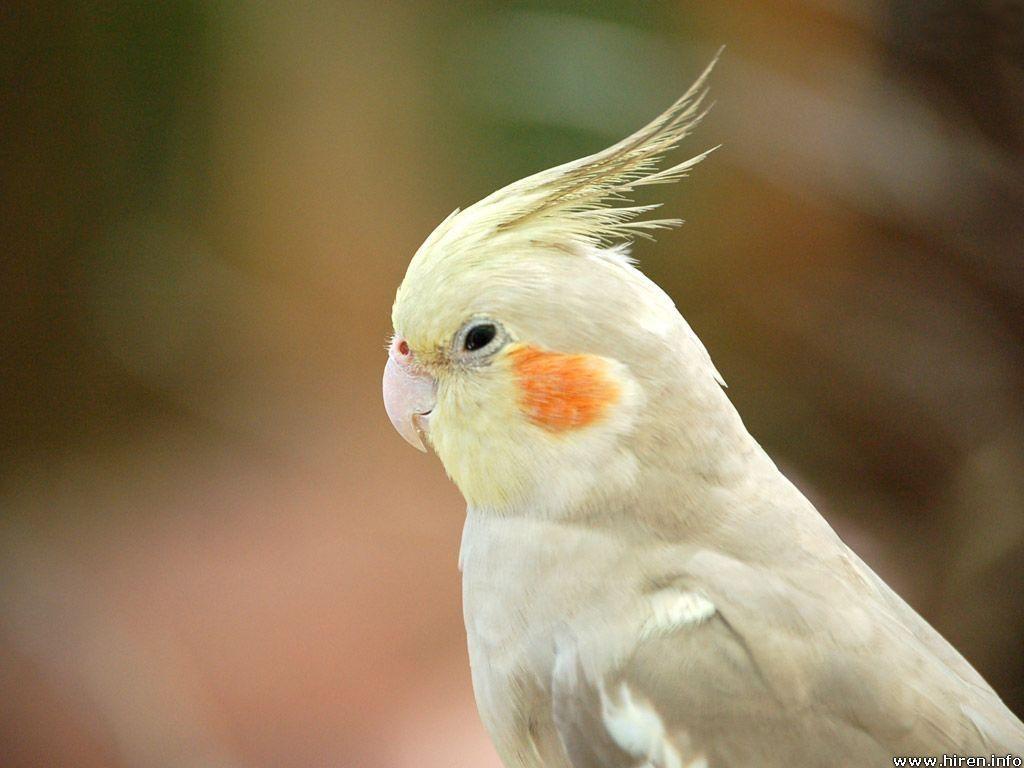 Animals. Cockatiel, Birds and Parrot
