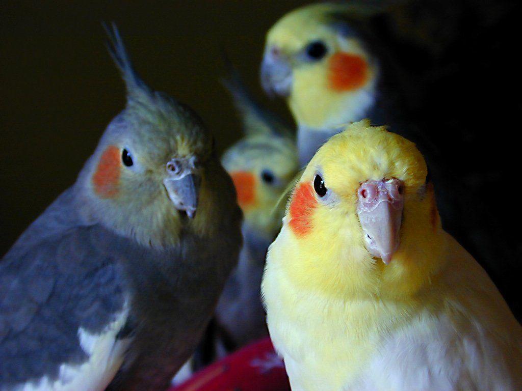 Free Cockatiels